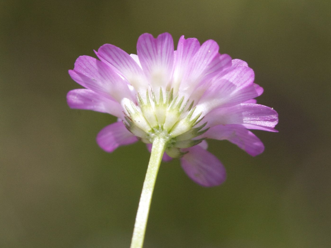 Afficher le média trifolium_resupinatum5bd trifolium_resupinatum5bd