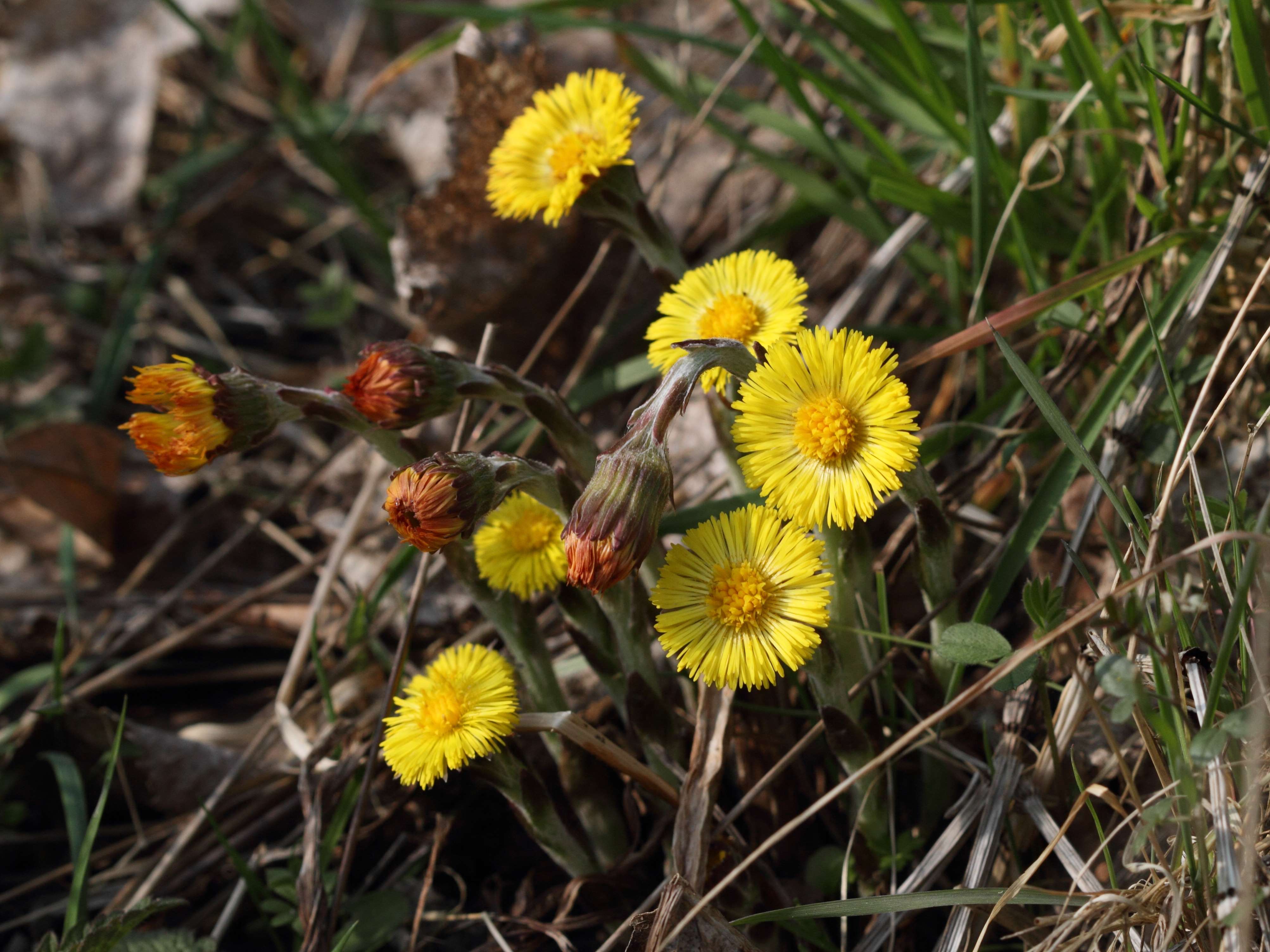 tussilago_farfara1bd