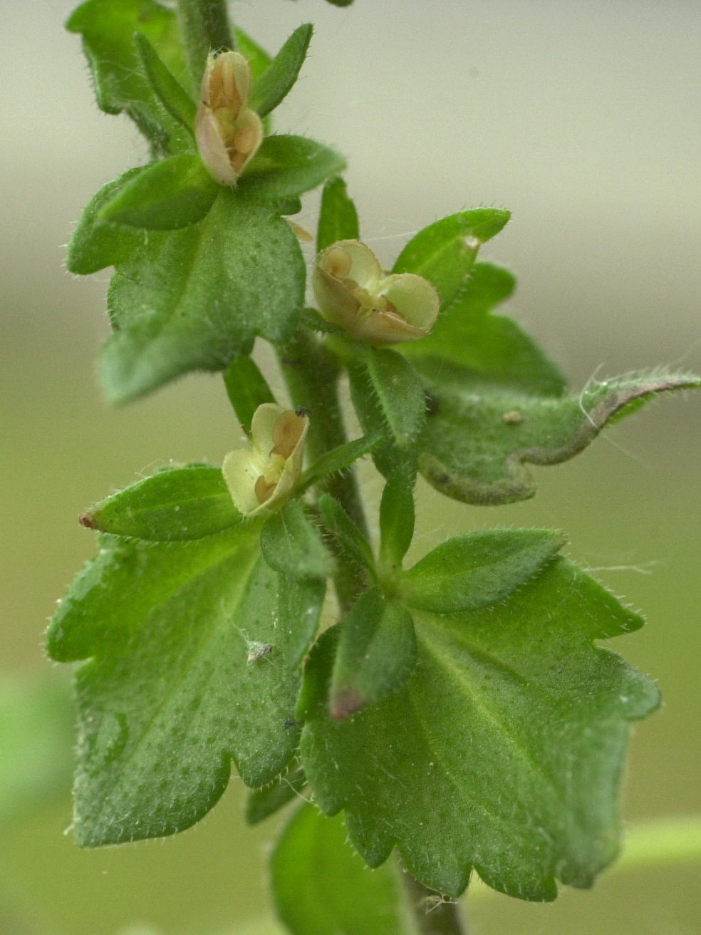 veronica_arvensis3md