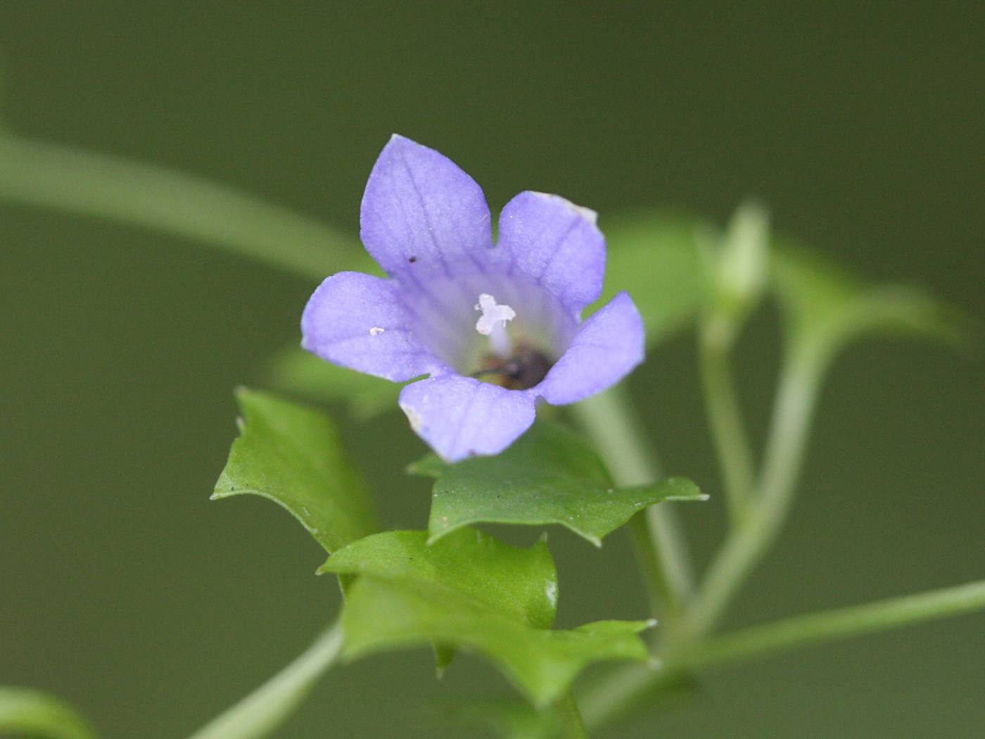 Afficher le média wahlenbergia_hederacea4bd wahlenbergia_hederacea4bd