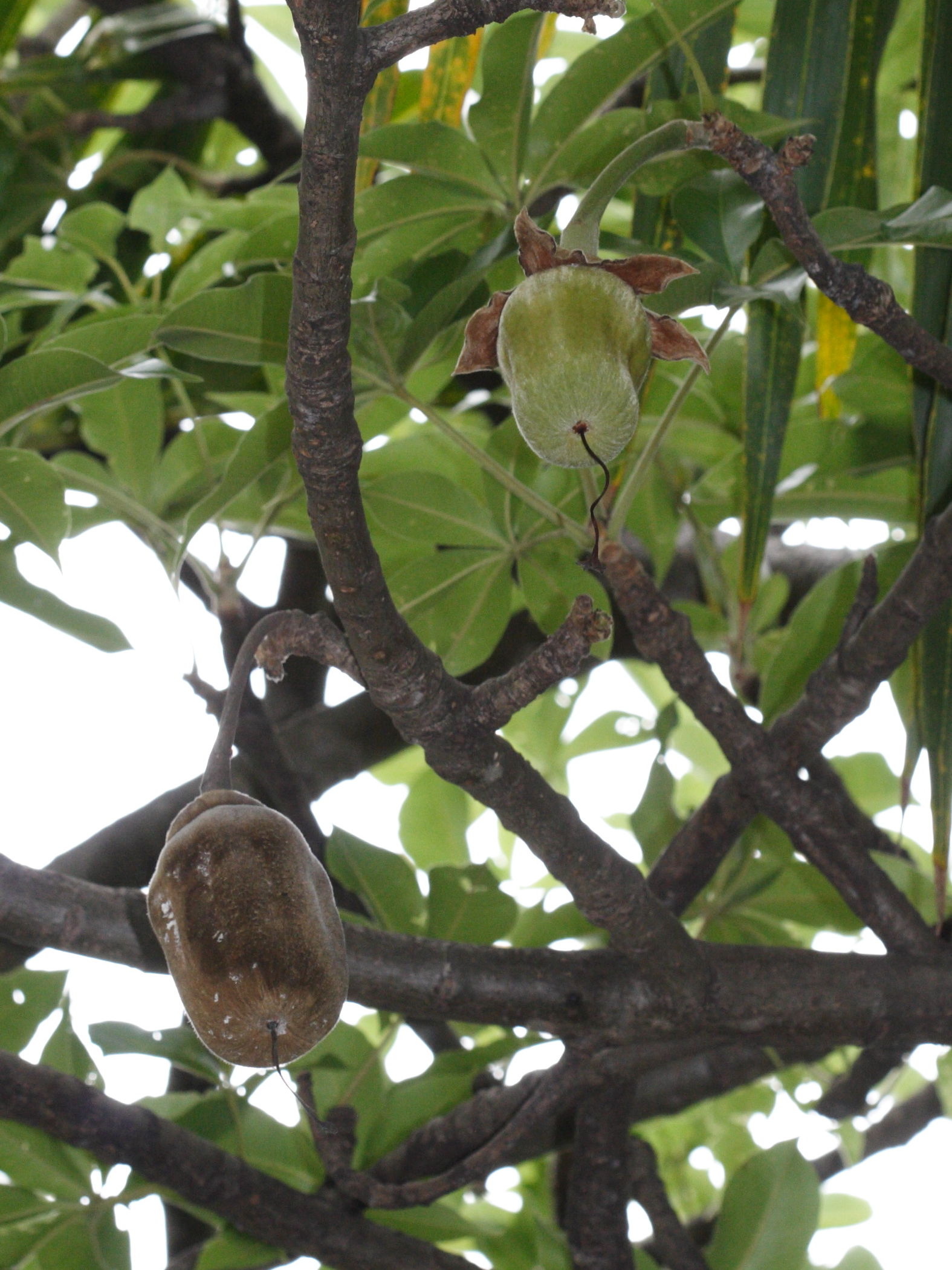 adansonia_digitata6bbd