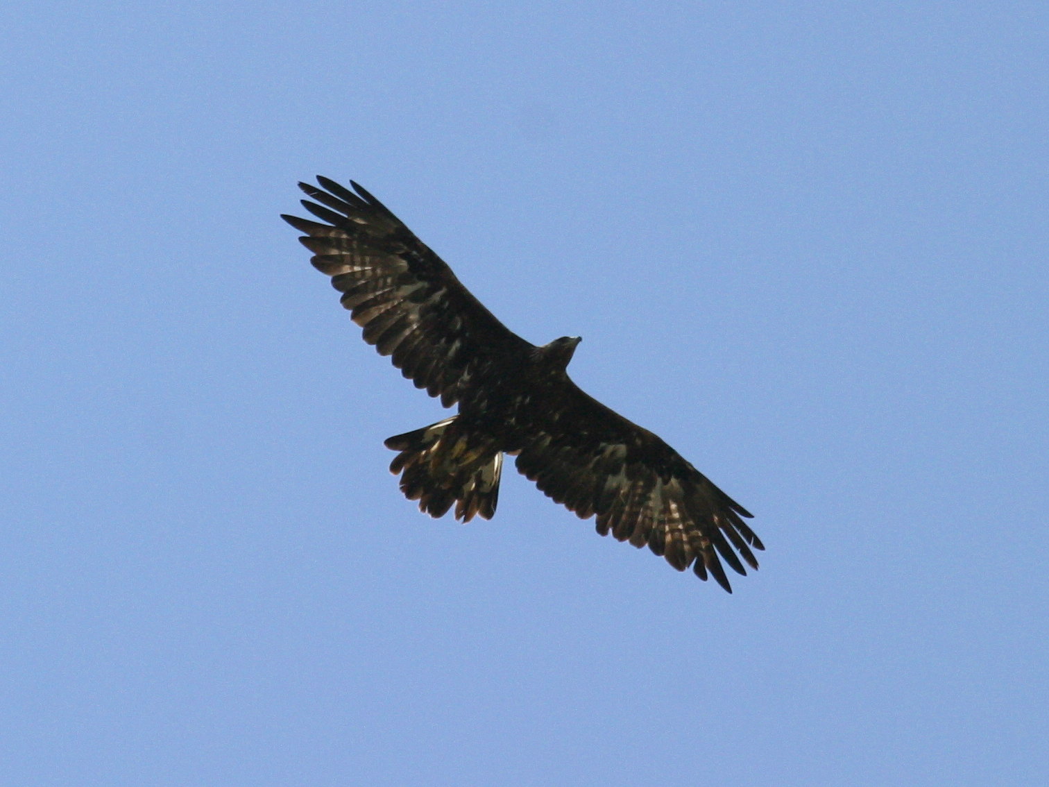 aigle_royal_-_aquila_chrysaetos3bd