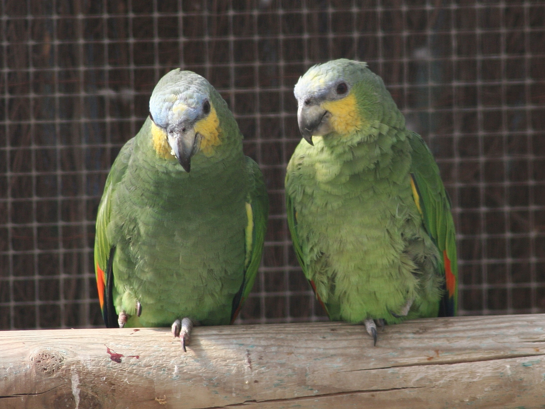 amazone_aourou_-_amazona_amazonica1md