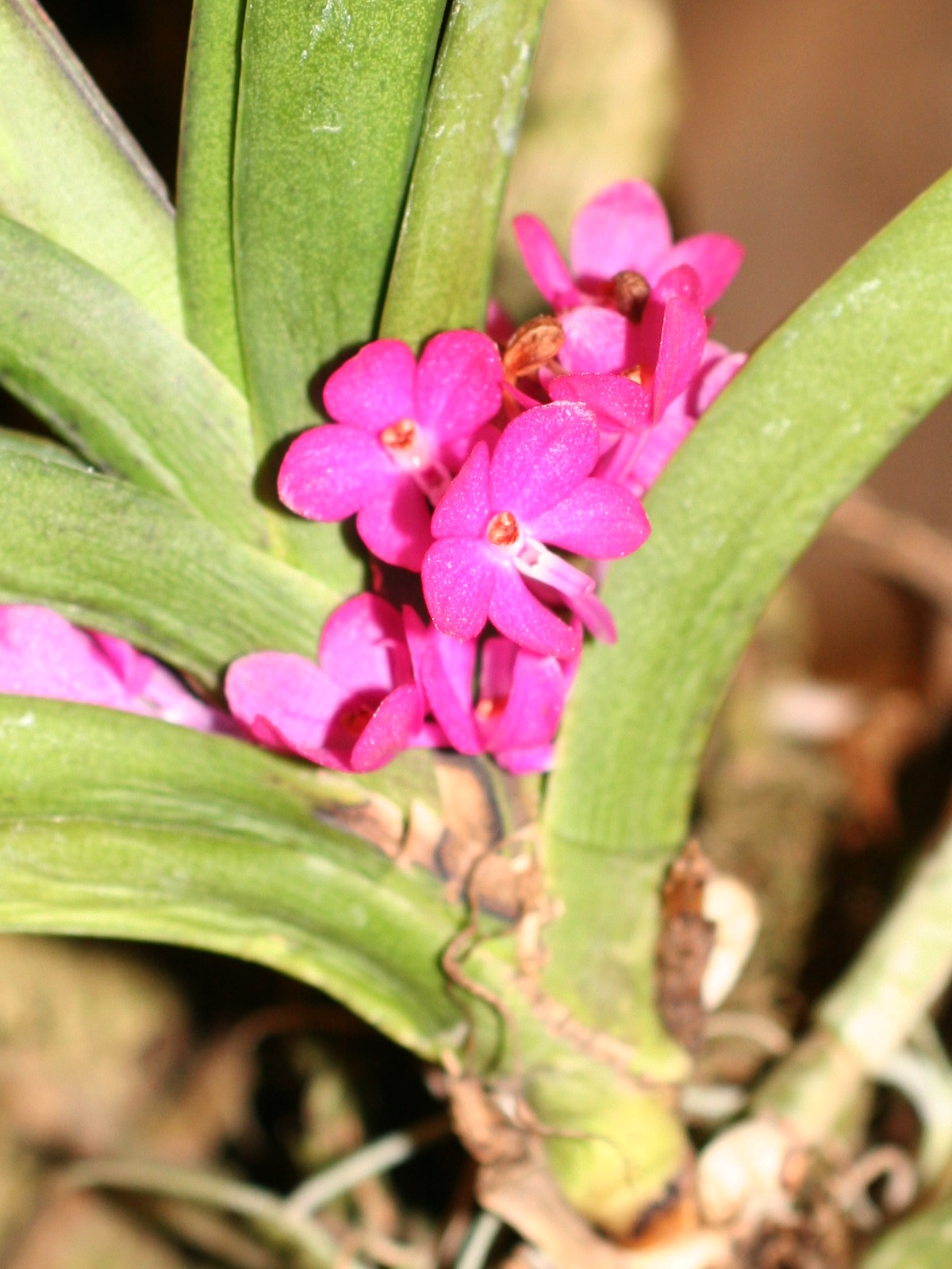 Afficher le média ascocentrum_ampullaceum2md ascocentrum_ampullaceum2md