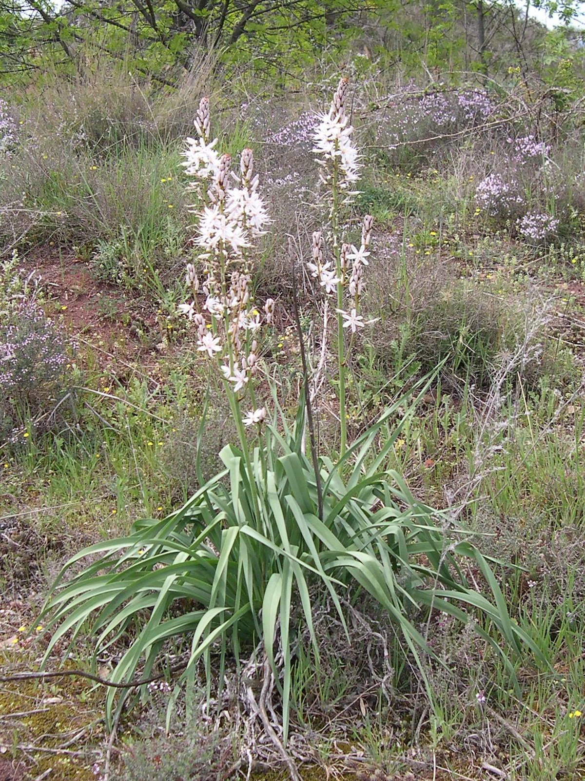 Afficher le média asphodelus_cerasiferus4md asphodelus_cerasiferus4md