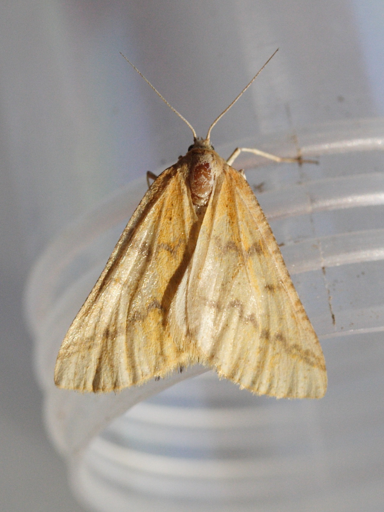 aspitates_ochrearia2bmd