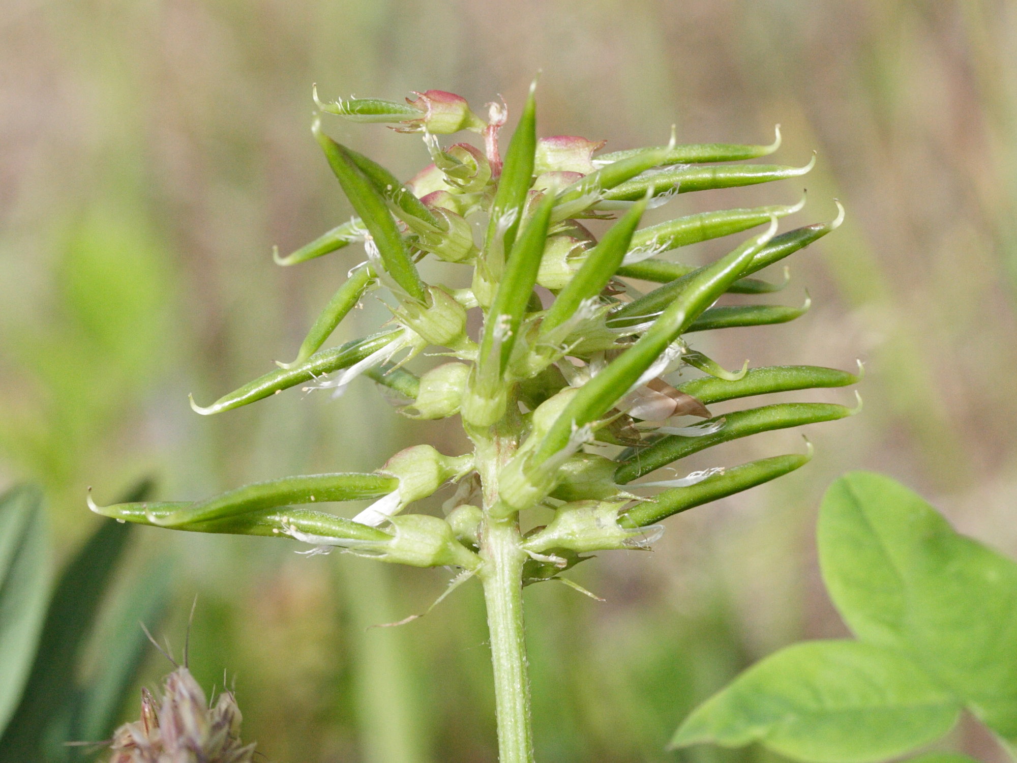 Afficher le média astragalus_glycyphyllos5md astragalus_glycyphyllos5md