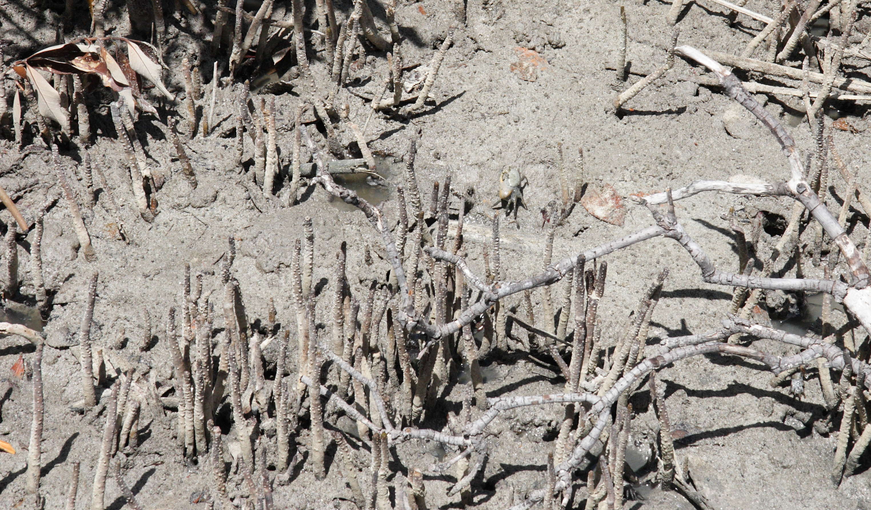 avicennia_germinans3bmd