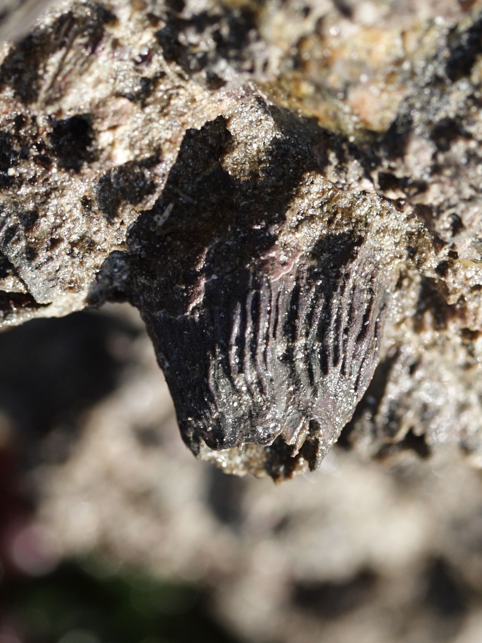 balanus_perforatus2md