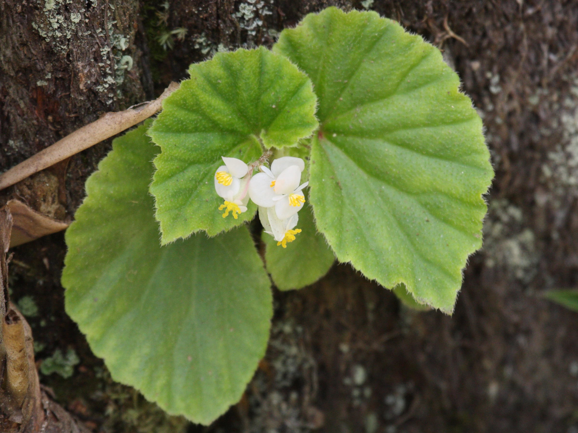 begonia_hirtella1bd