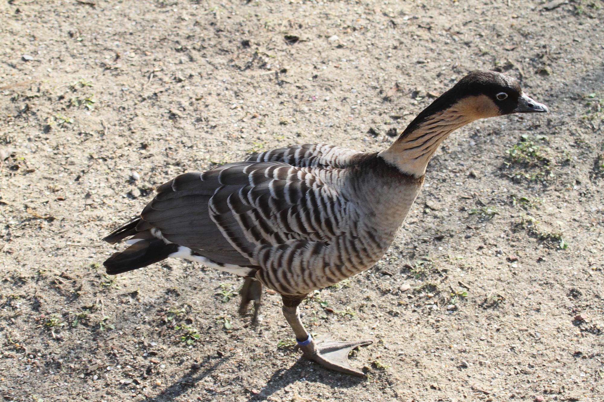 bernache_nene_-_branta_sandvicensis3bd