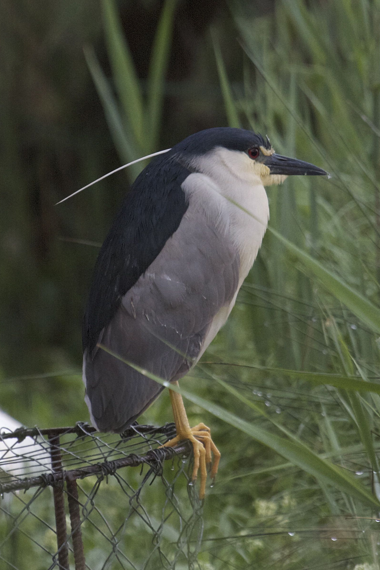 bihoreau_gris_-_nycticorax_nycticorax8bd