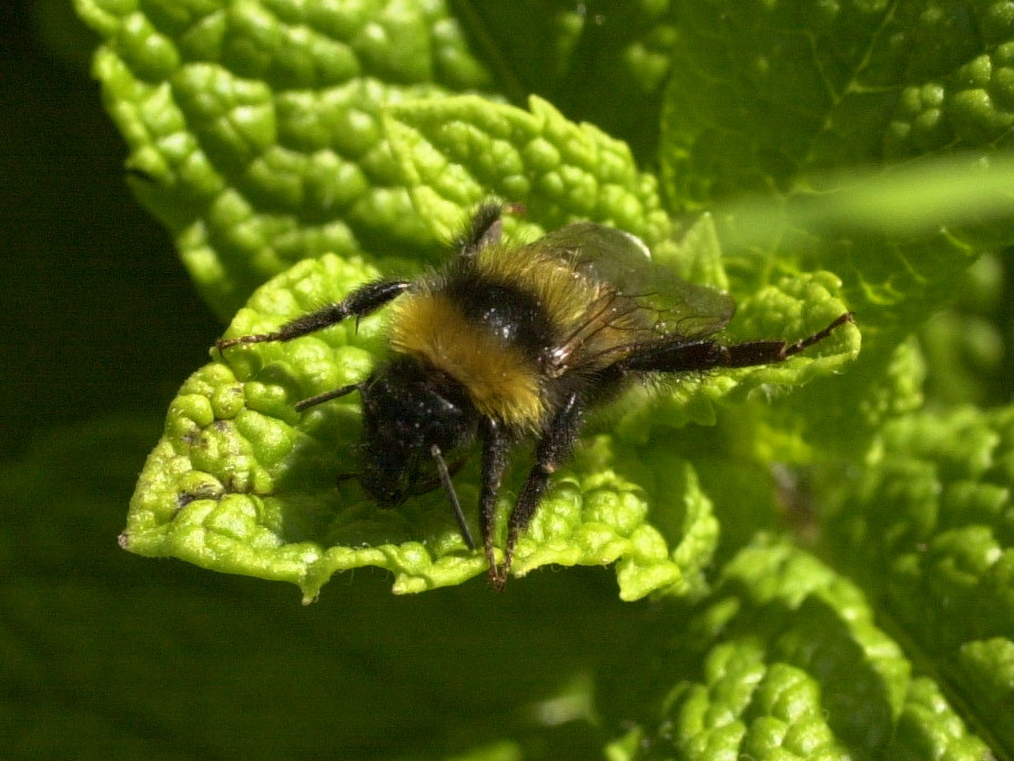 bombus_pratorum2md