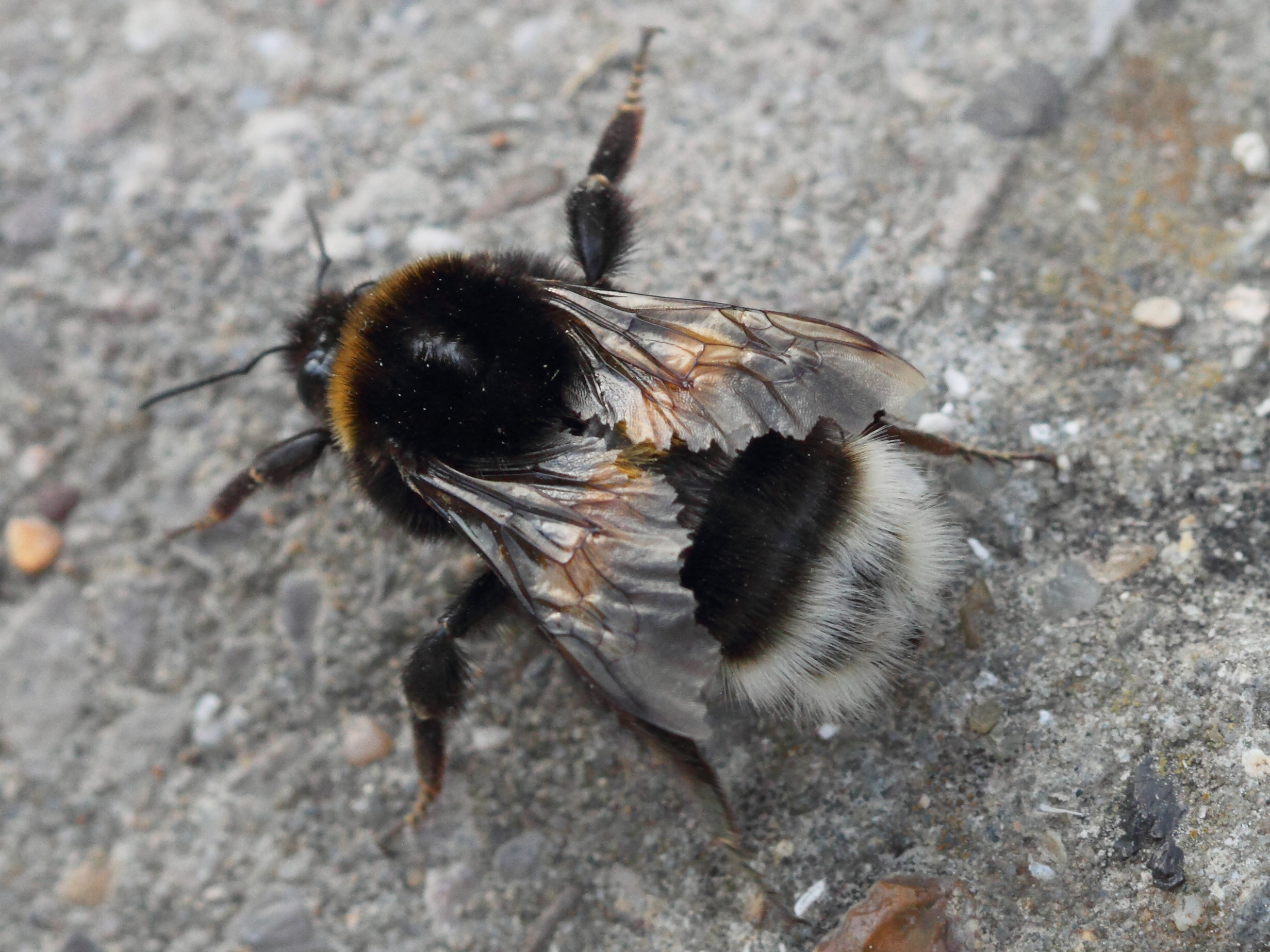 bombus_terrestris1bd