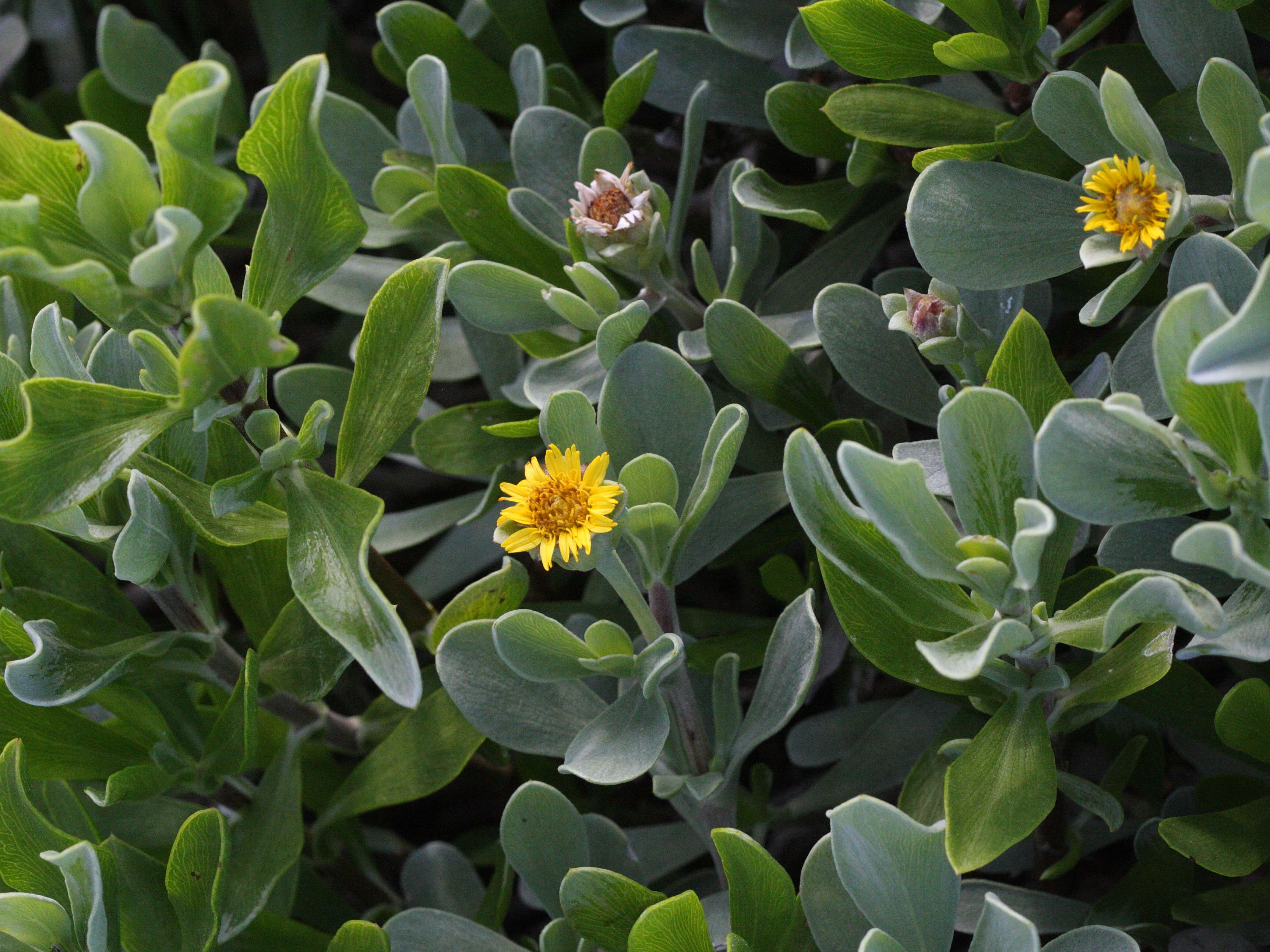 Afficher le média Borrichia_arborescens Borrichia_arborescens