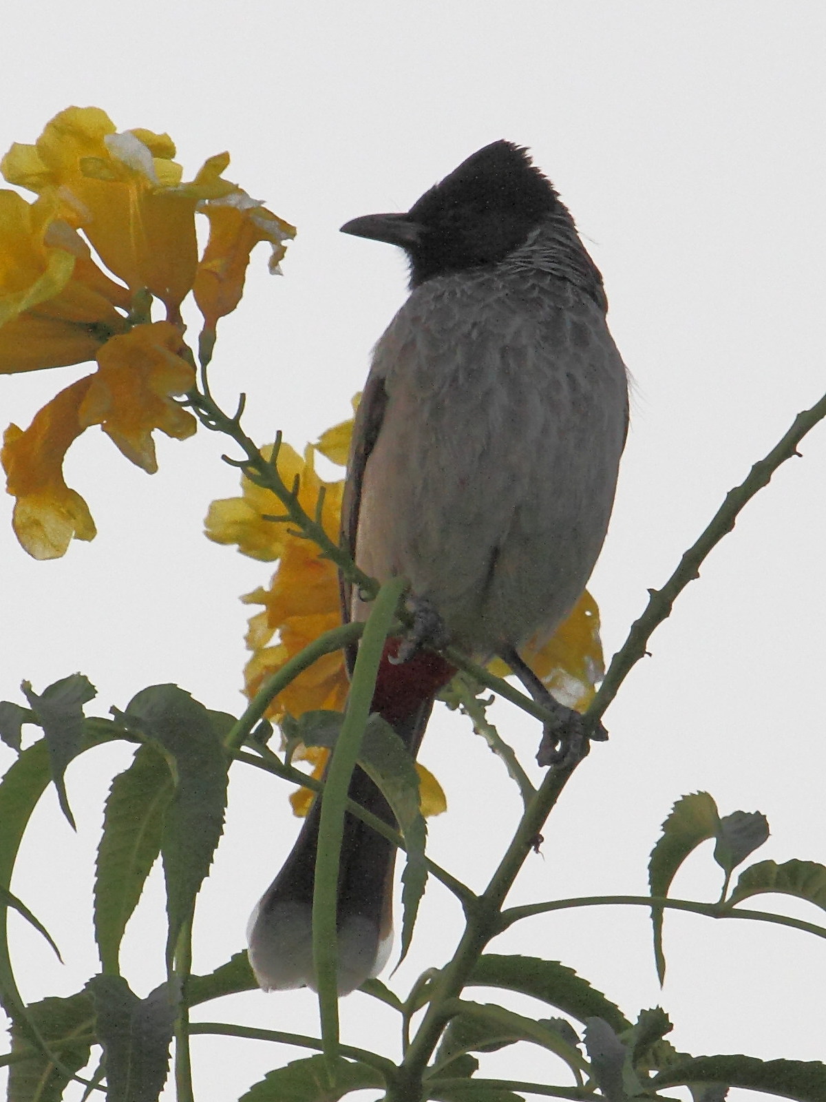 bulbul_a_ventre_rouge_-_pycnonotus_cafer3bd