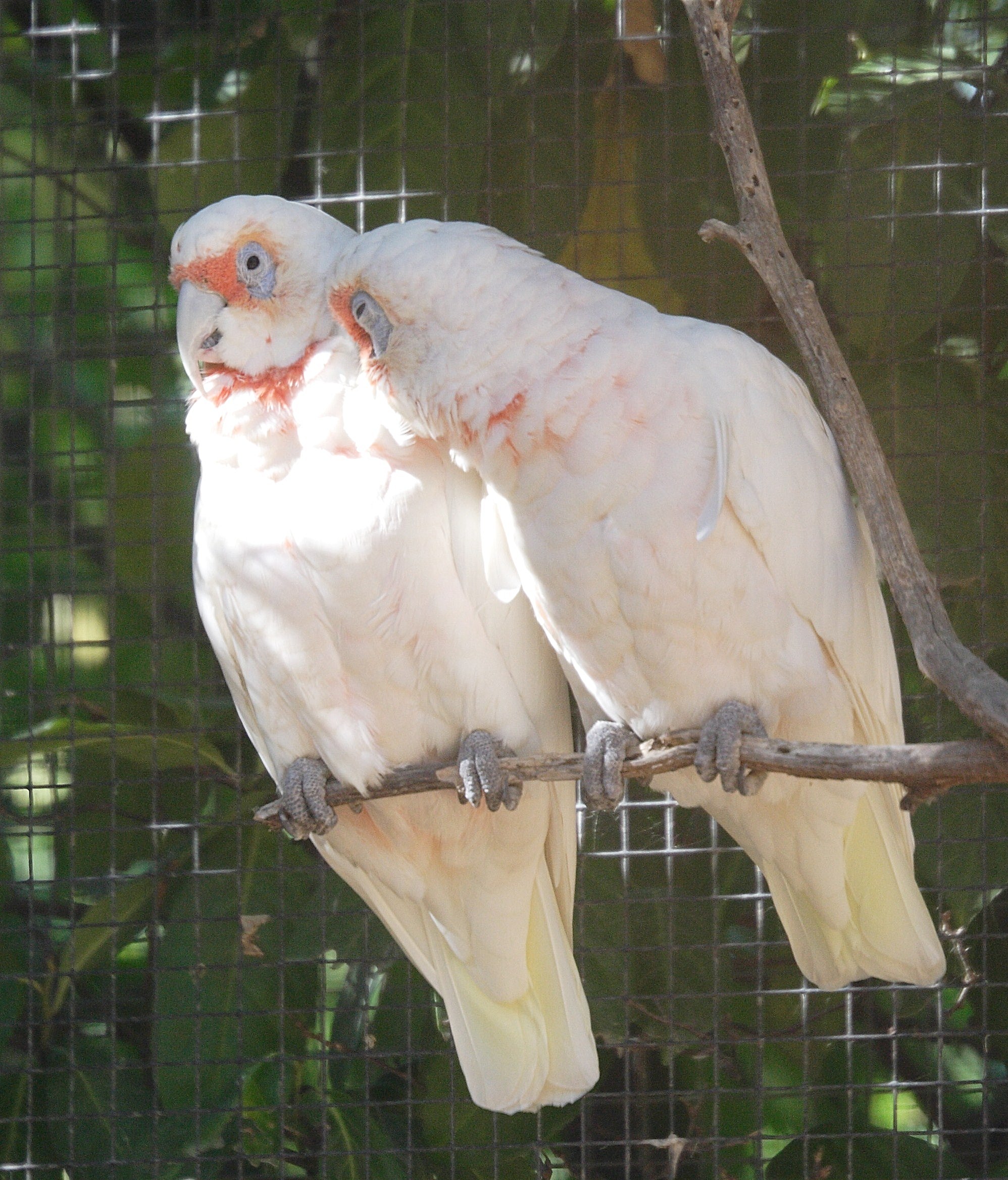 cacatoes_nasique_-_cacatua_tenuirostris1md