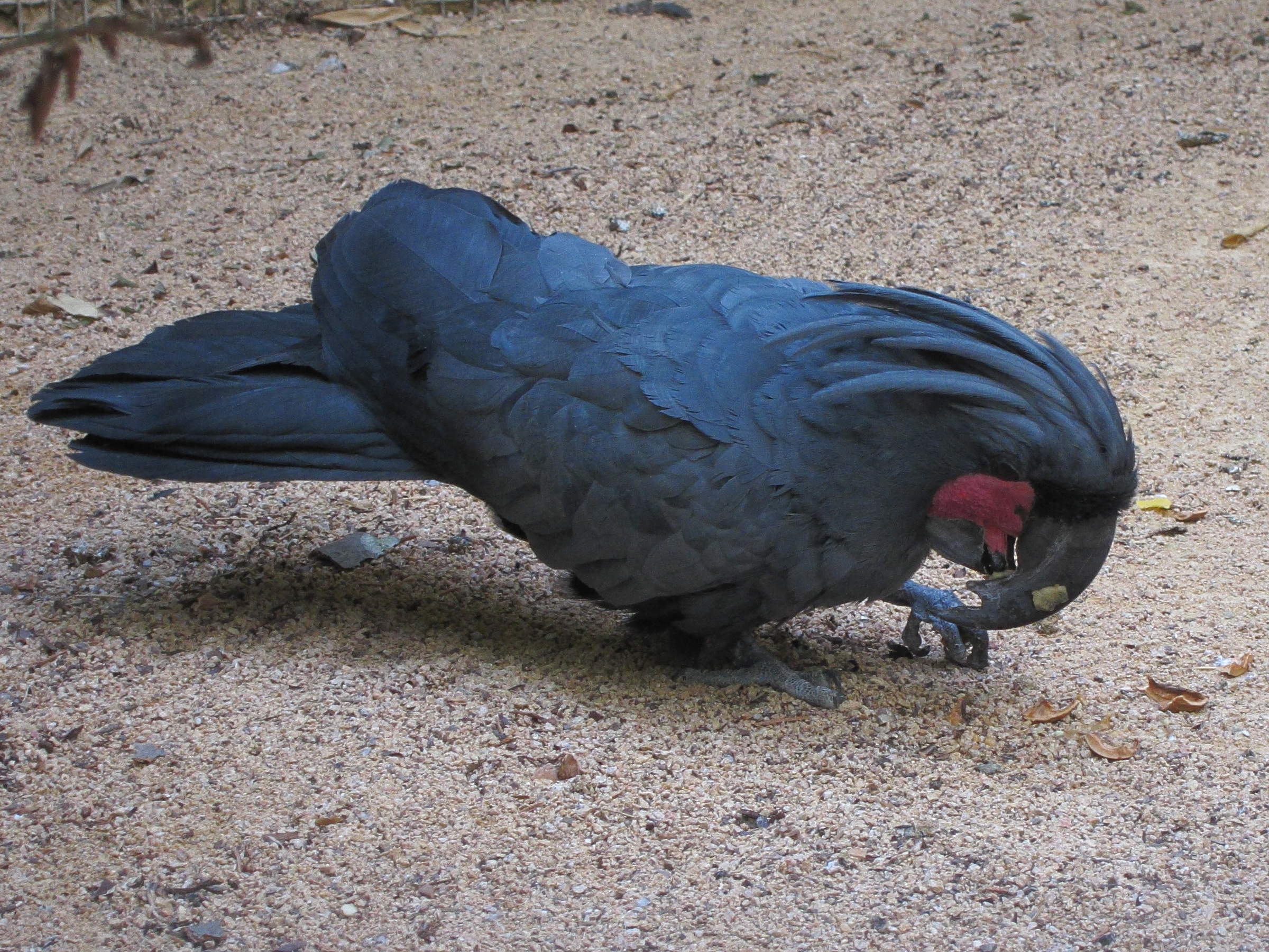 cacatoes_noir_-_probosciger_aterrimus1bd