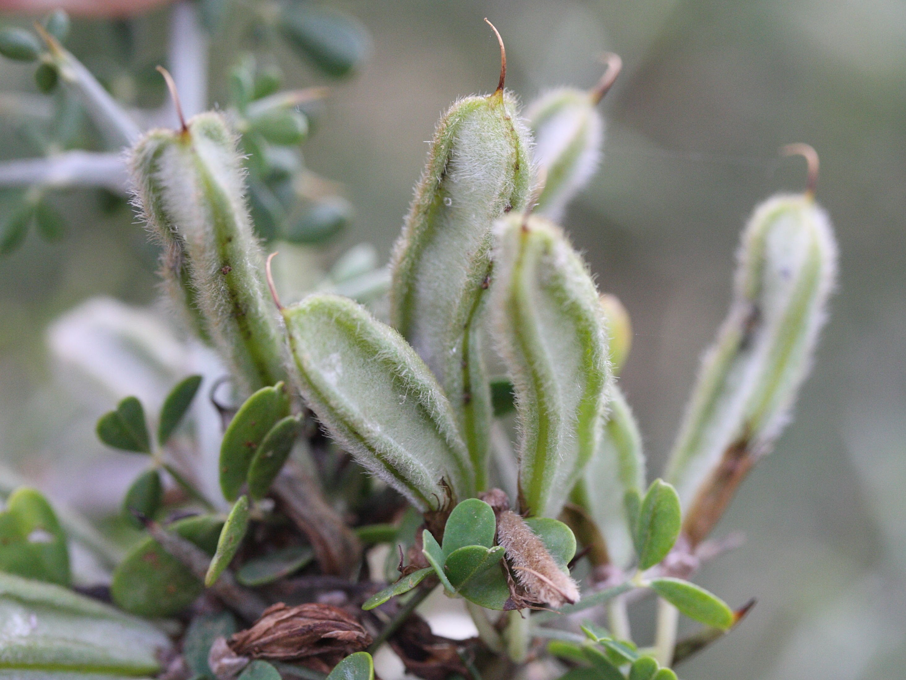 calicotome_villosa5md