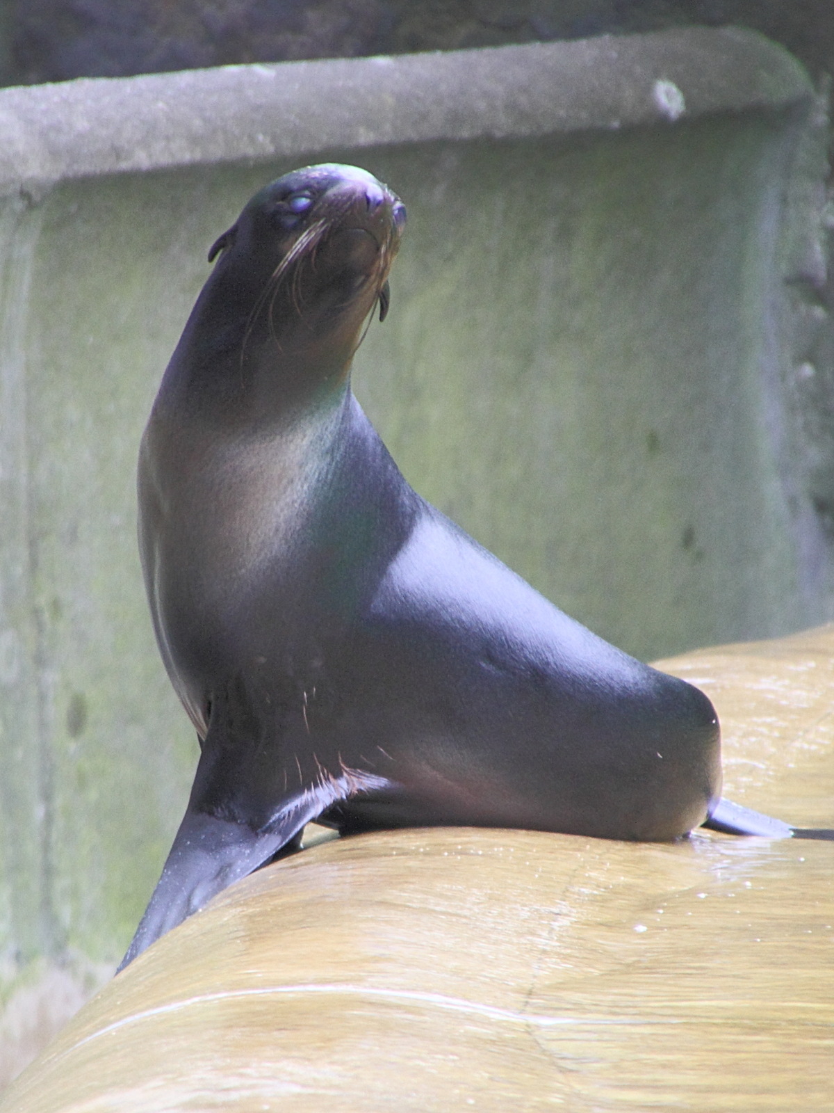 callorhinus_ursinus1md