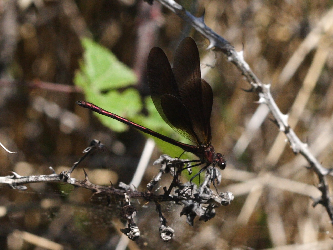 calopteryx_haemorrhoidalis2md