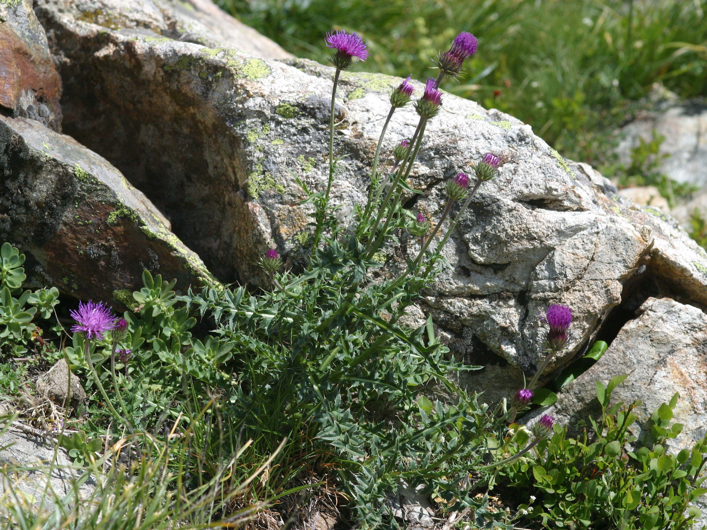 Afficher le média carduus_defloratus1md carduus_defloratus1md