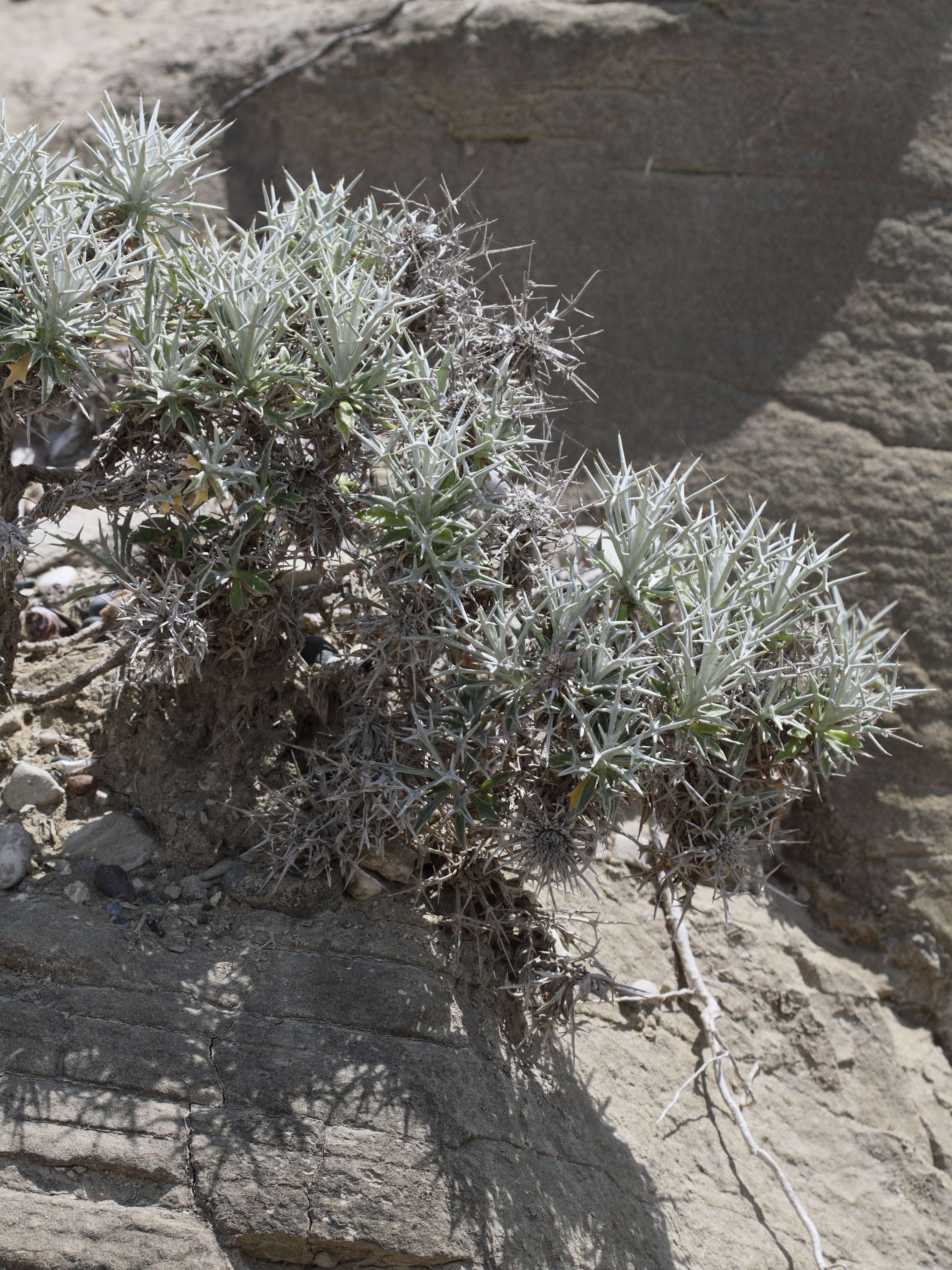 carlina_tragacanthifolia4bd