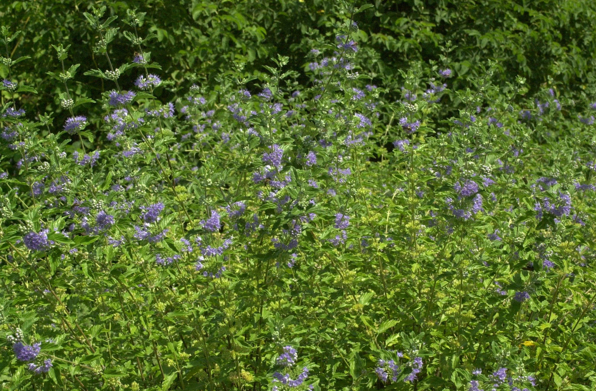 caryopteris_x_clandonensis1md