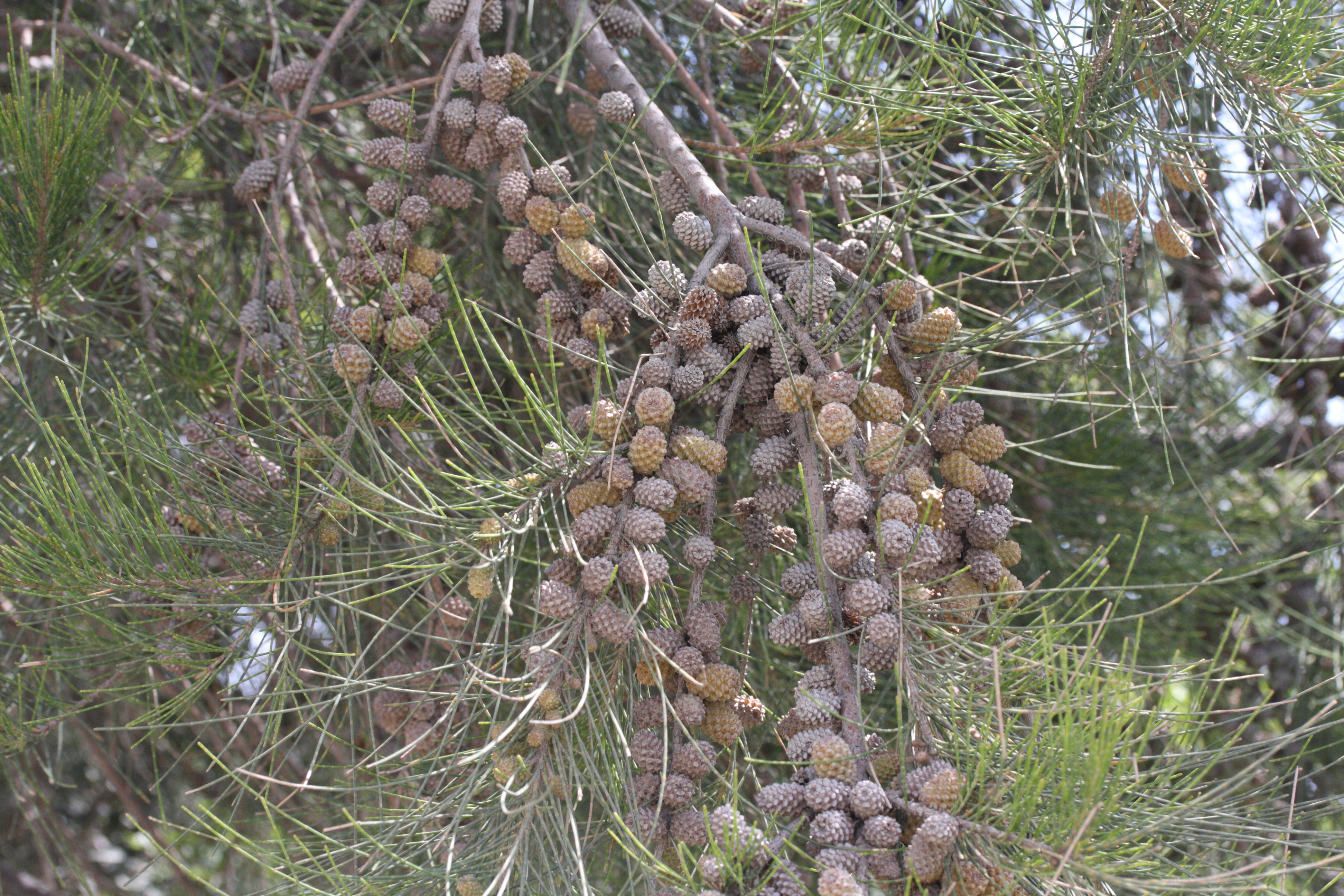 Afficher le média casuarina_cunninghamiana6md casuarina_cunninghamiana6md