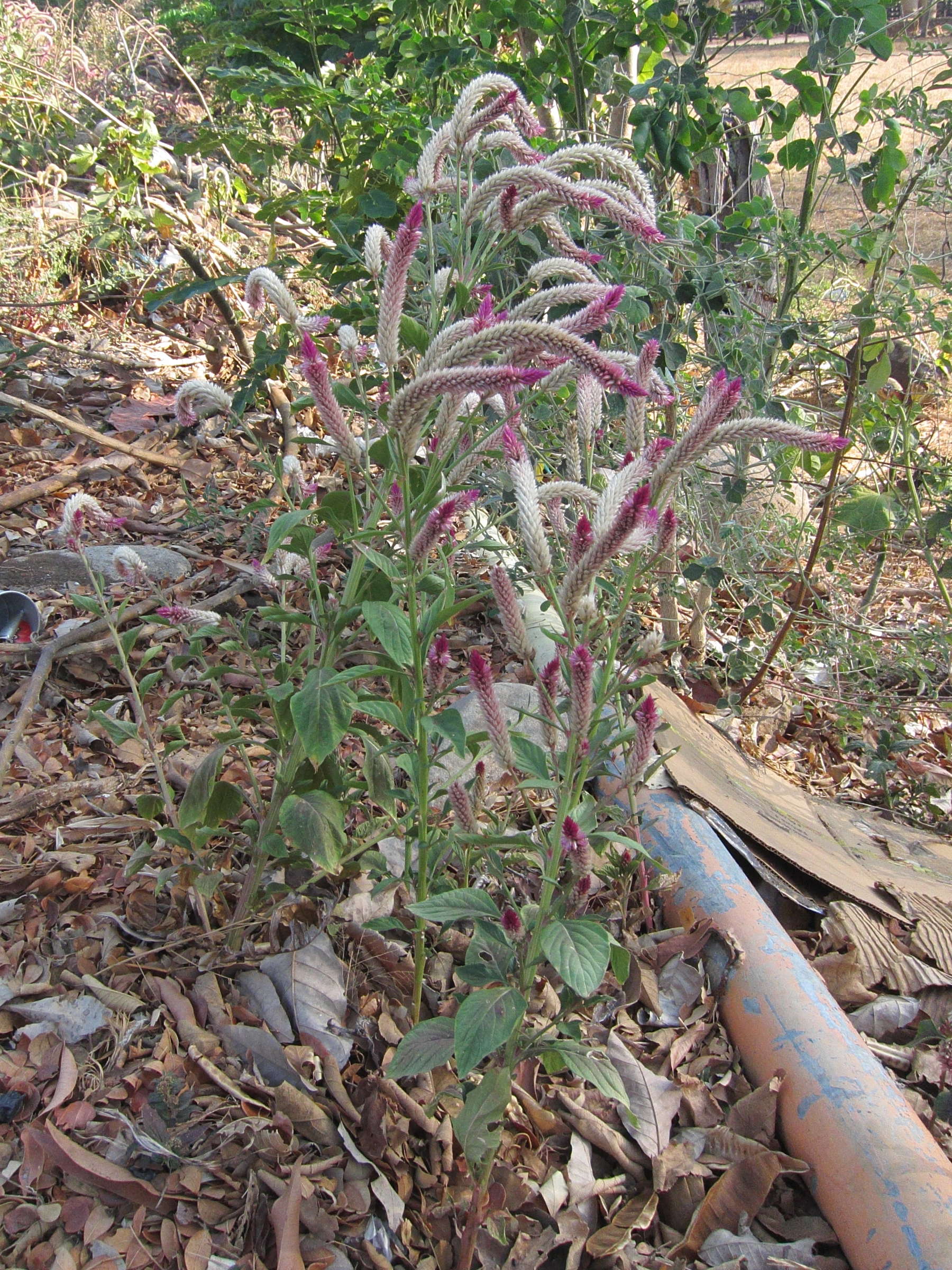 Celosia_argentea