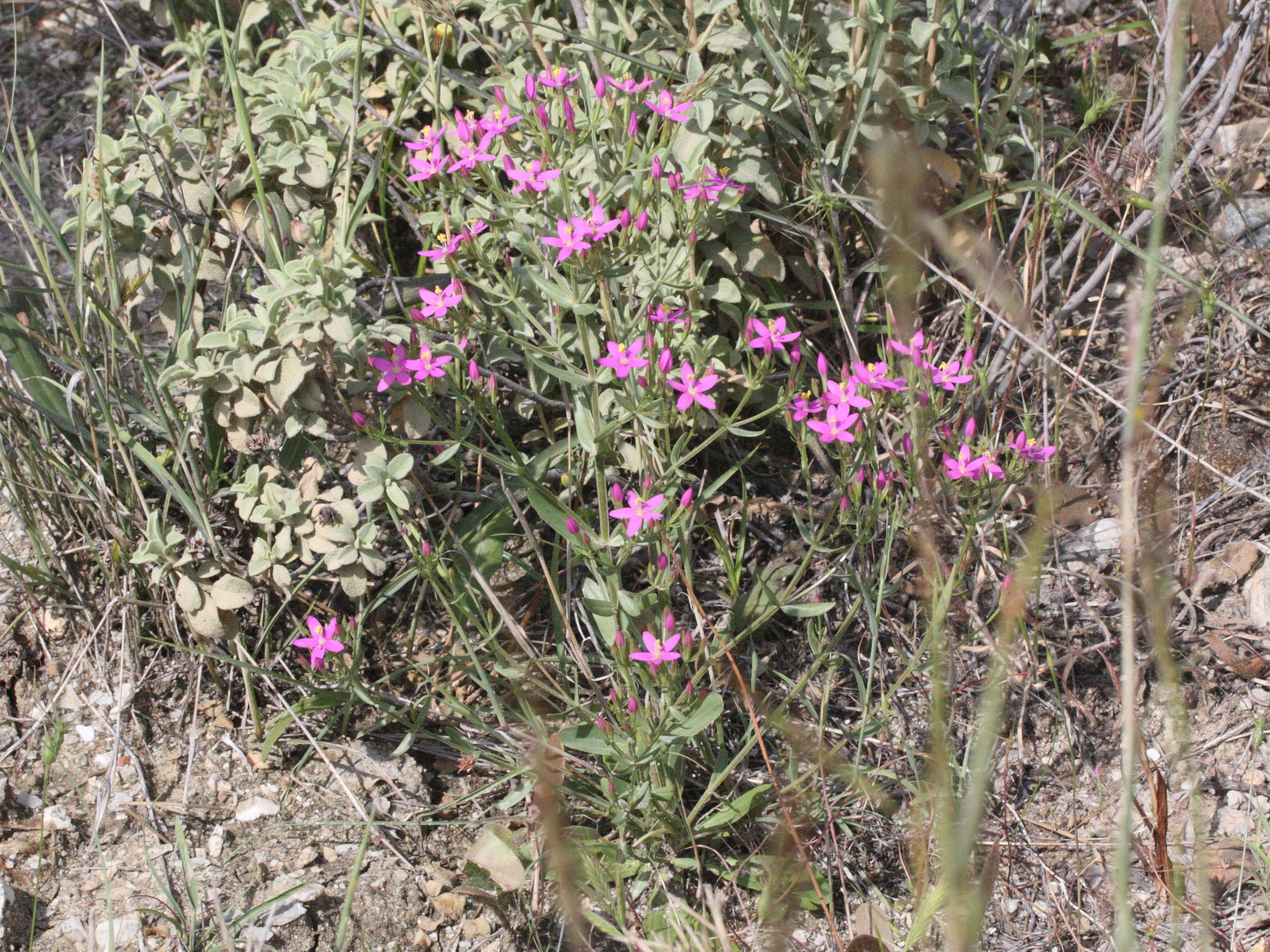 centaurium_erythraea3md