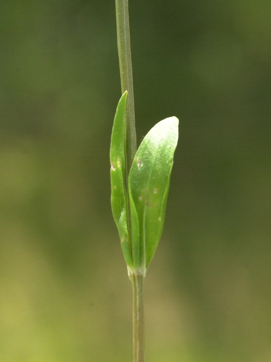 centaurium_erythraea6md