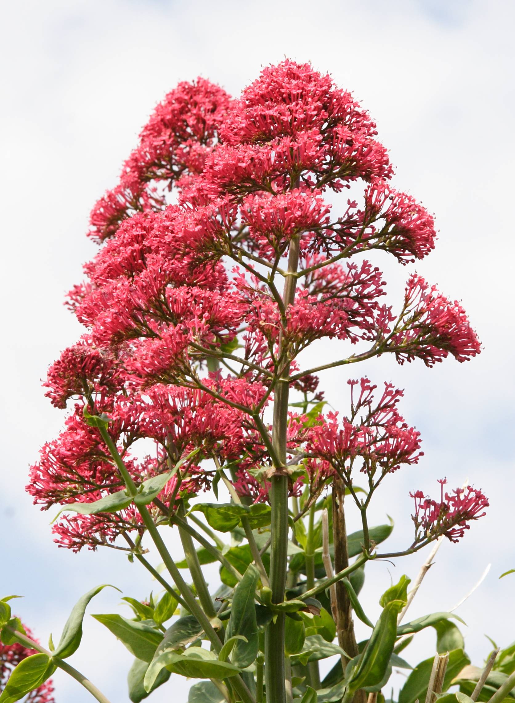 centranthus_ruber2amd