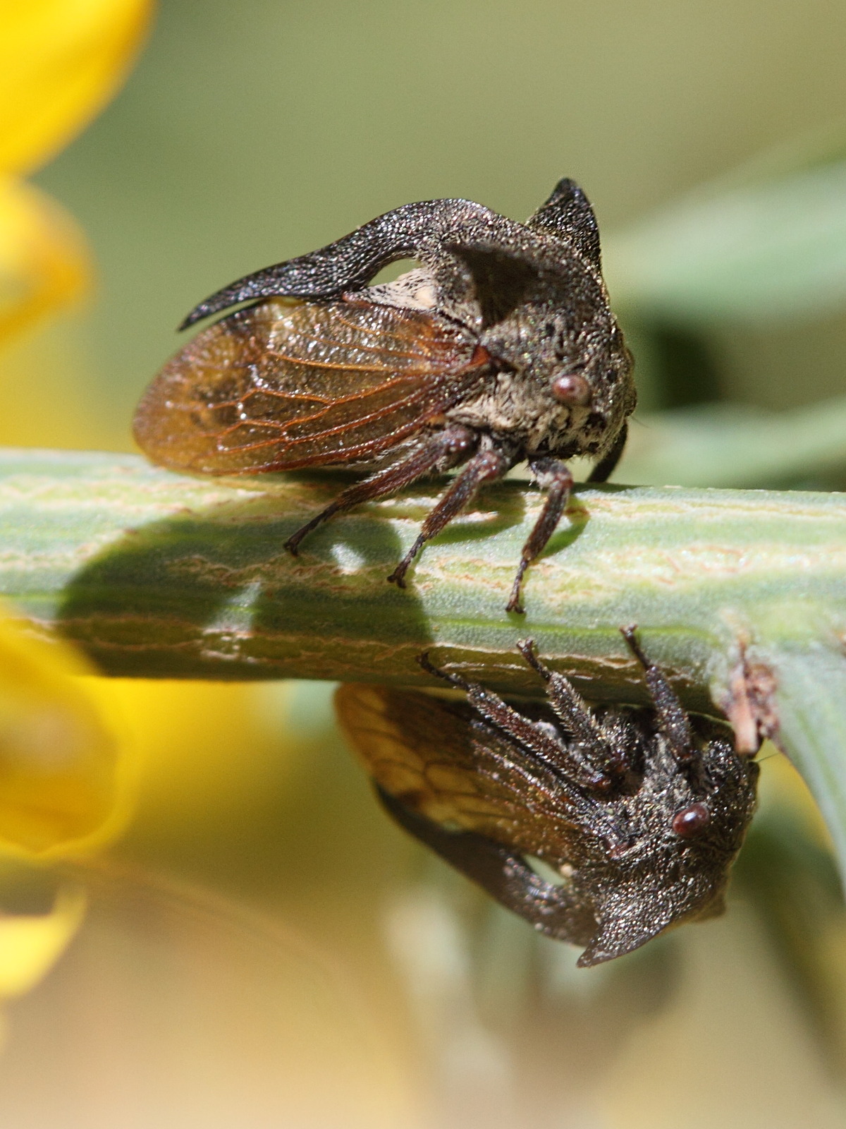 centrotus_cornutus1bd