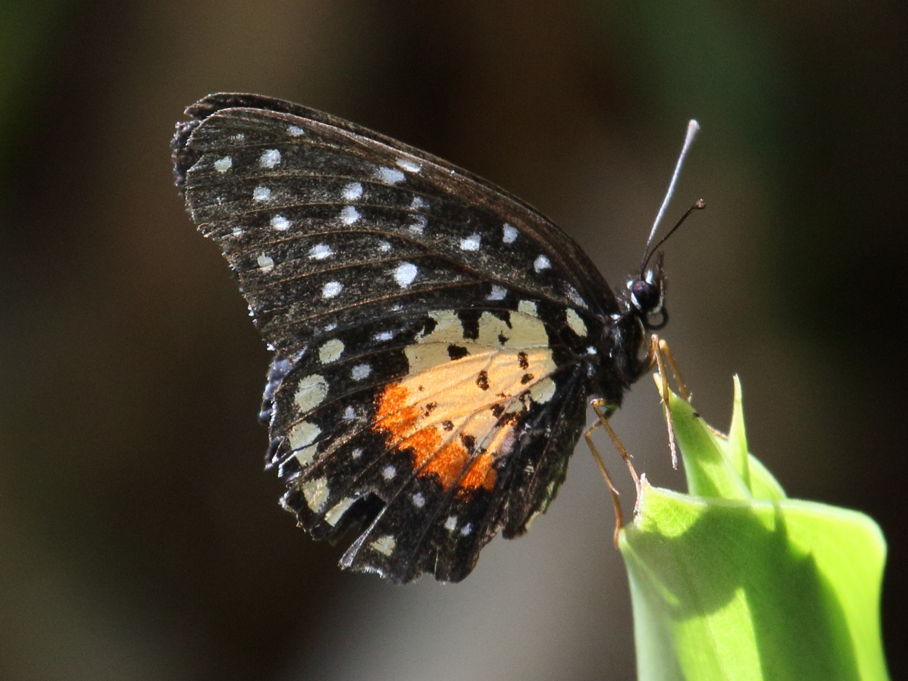 chlosyne_janais_janais2bd