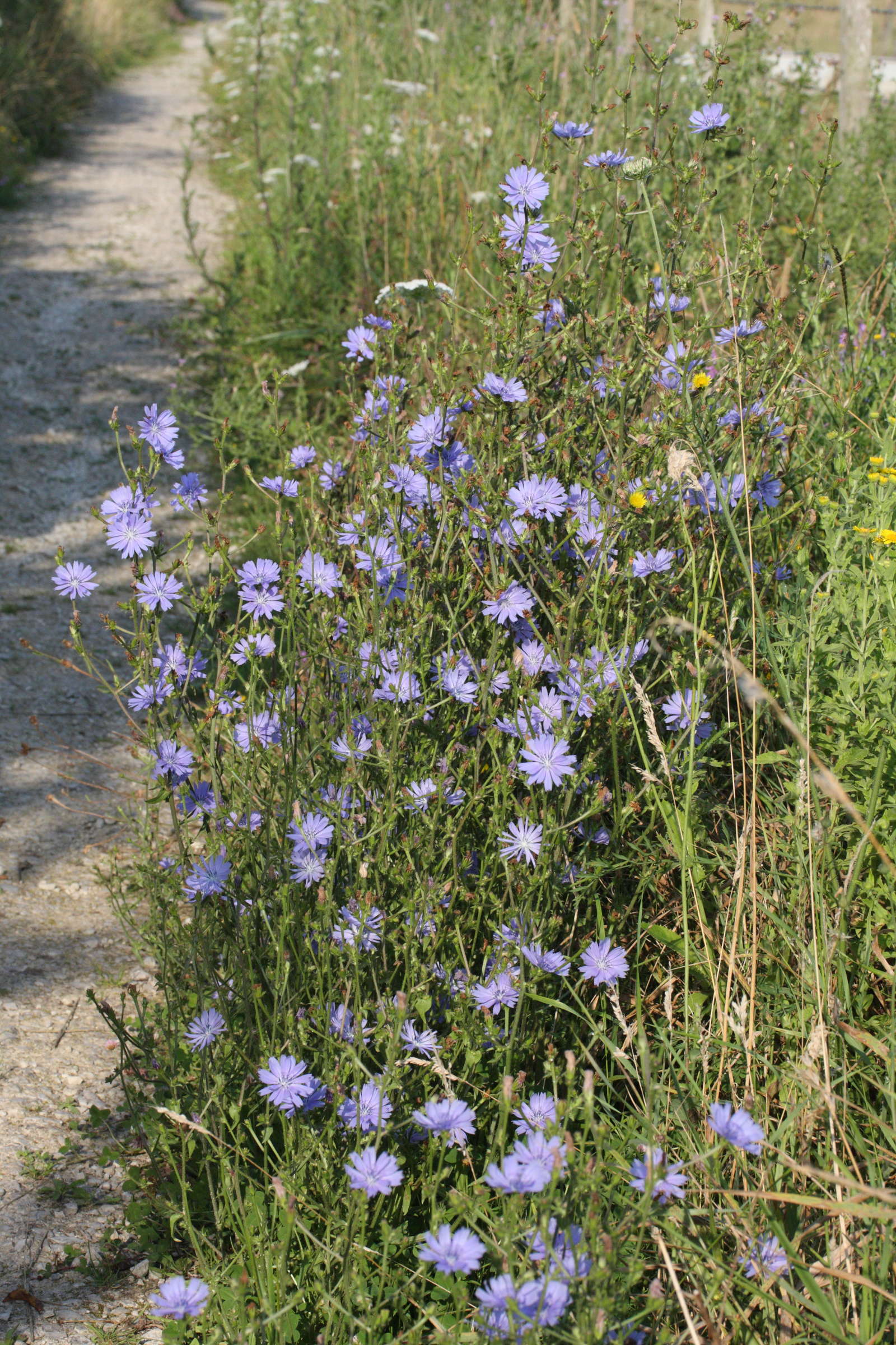 Afficher le média Cichorium_intybus Cichorium_intybus