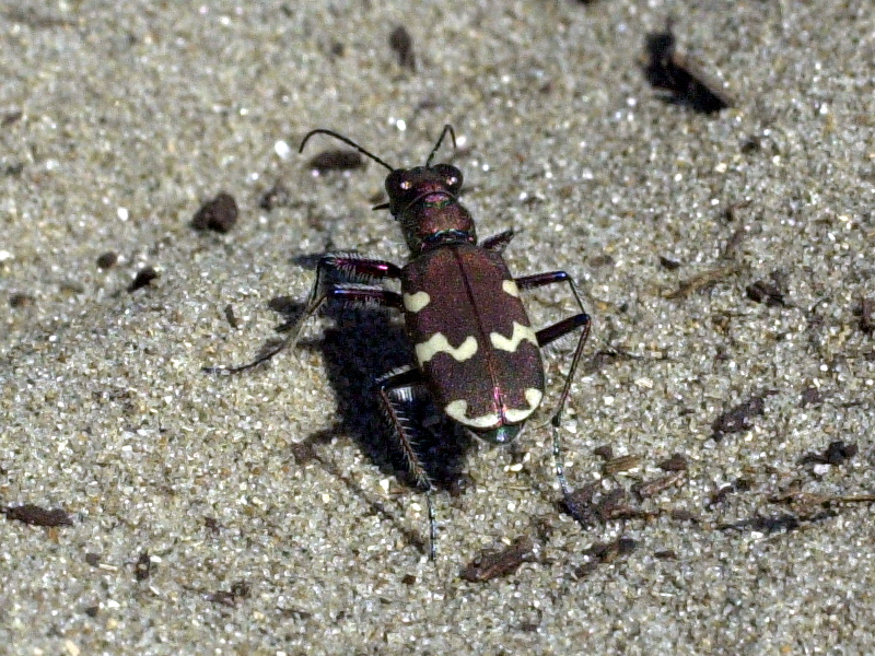 cicindela_maritima2md