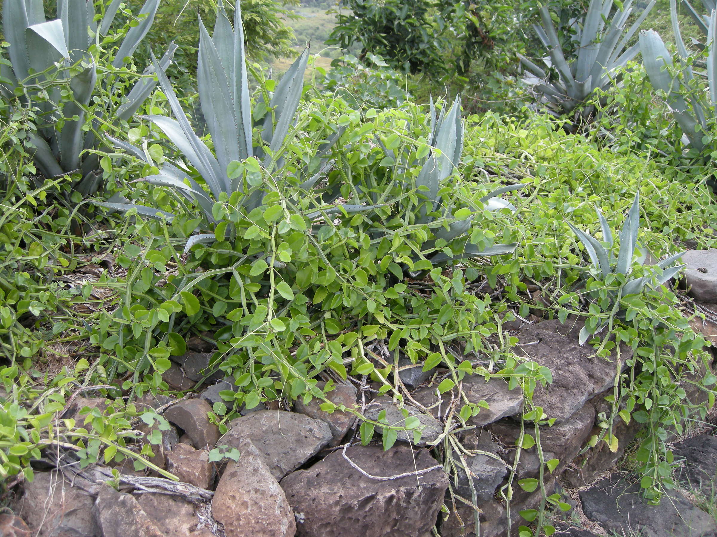 cissus_rotundifolia5md