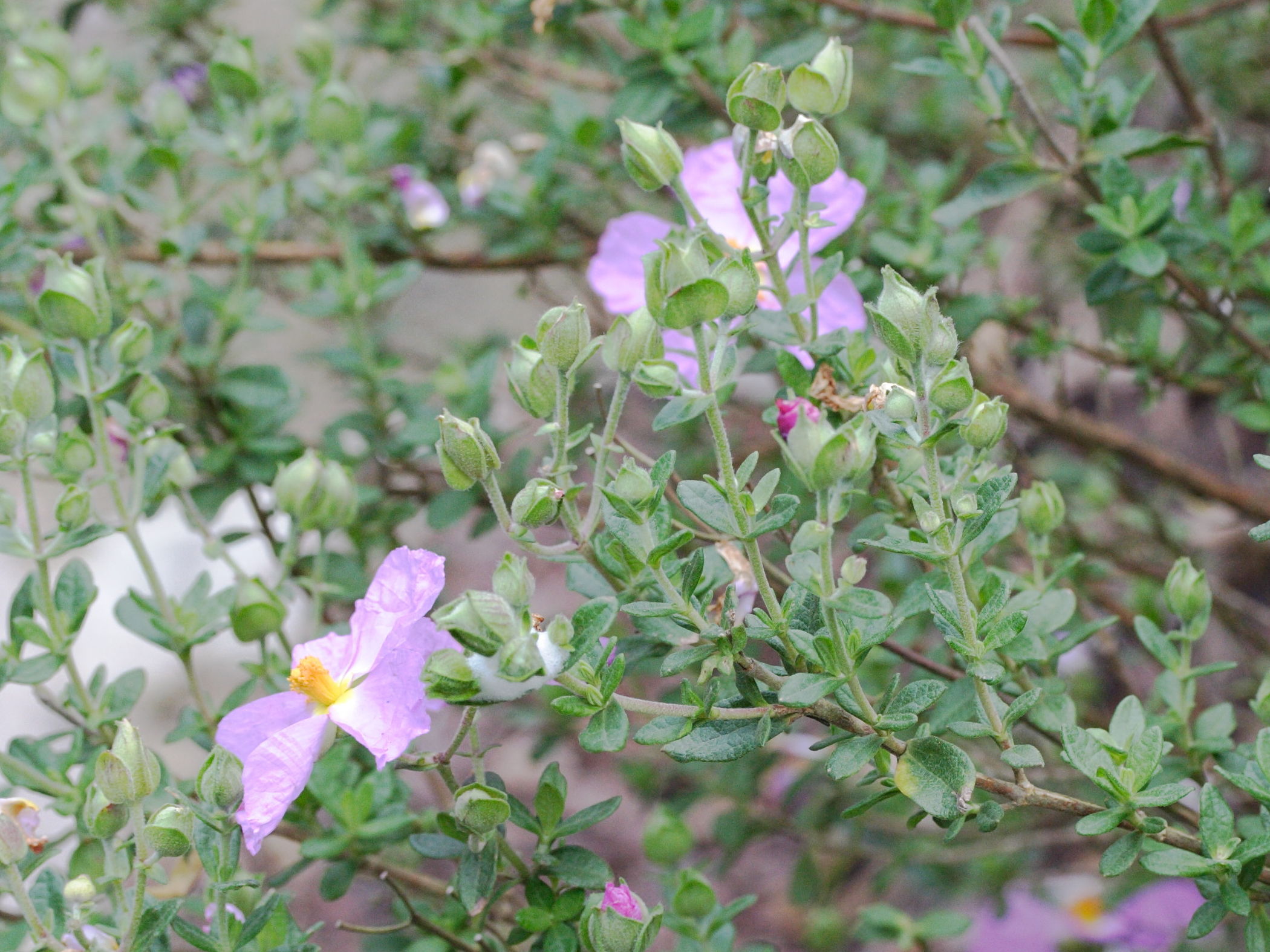 cistus_heterophyllus_carthaginensis2md