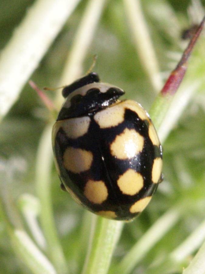 coccinula_quatuordecimpustulata1bd