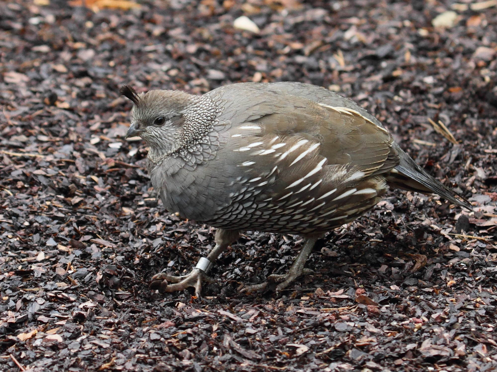 colin_de_californie_-_callipepla_californica2bd