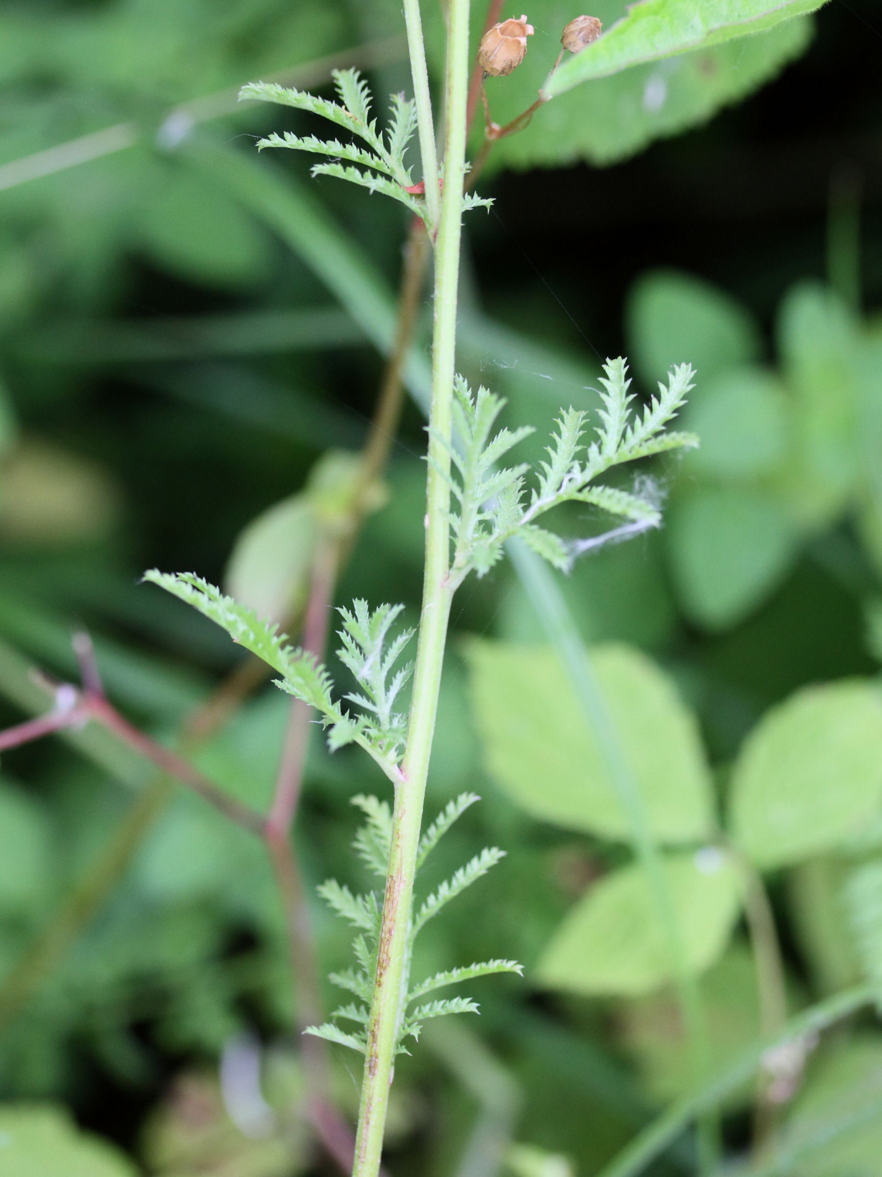 Afficher le média cota_tinctoria3bmd cota_tinctoria3bmd