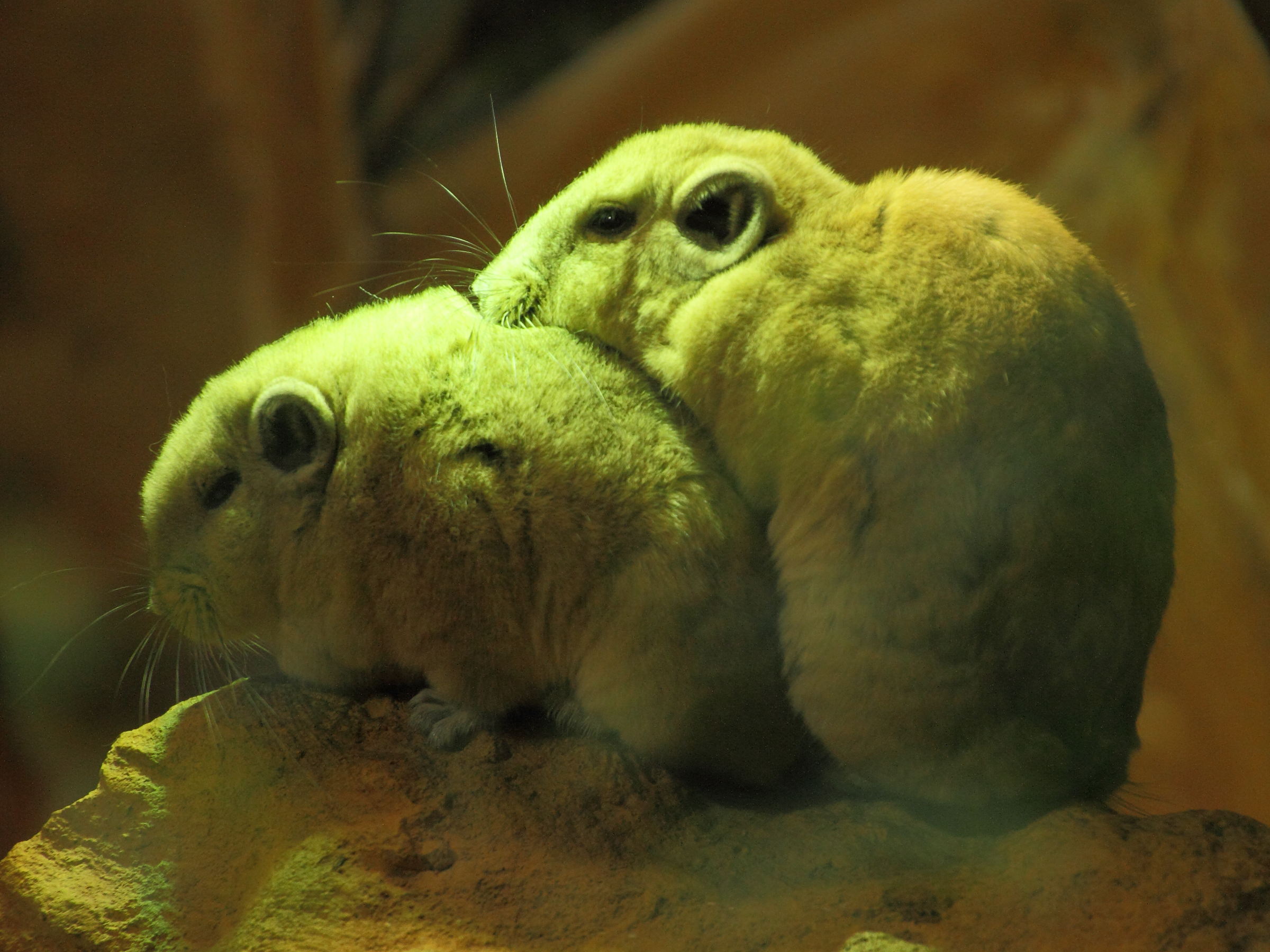 Afficher le média ctenodactylus_gundi1md ctenodactylus_gundi1md