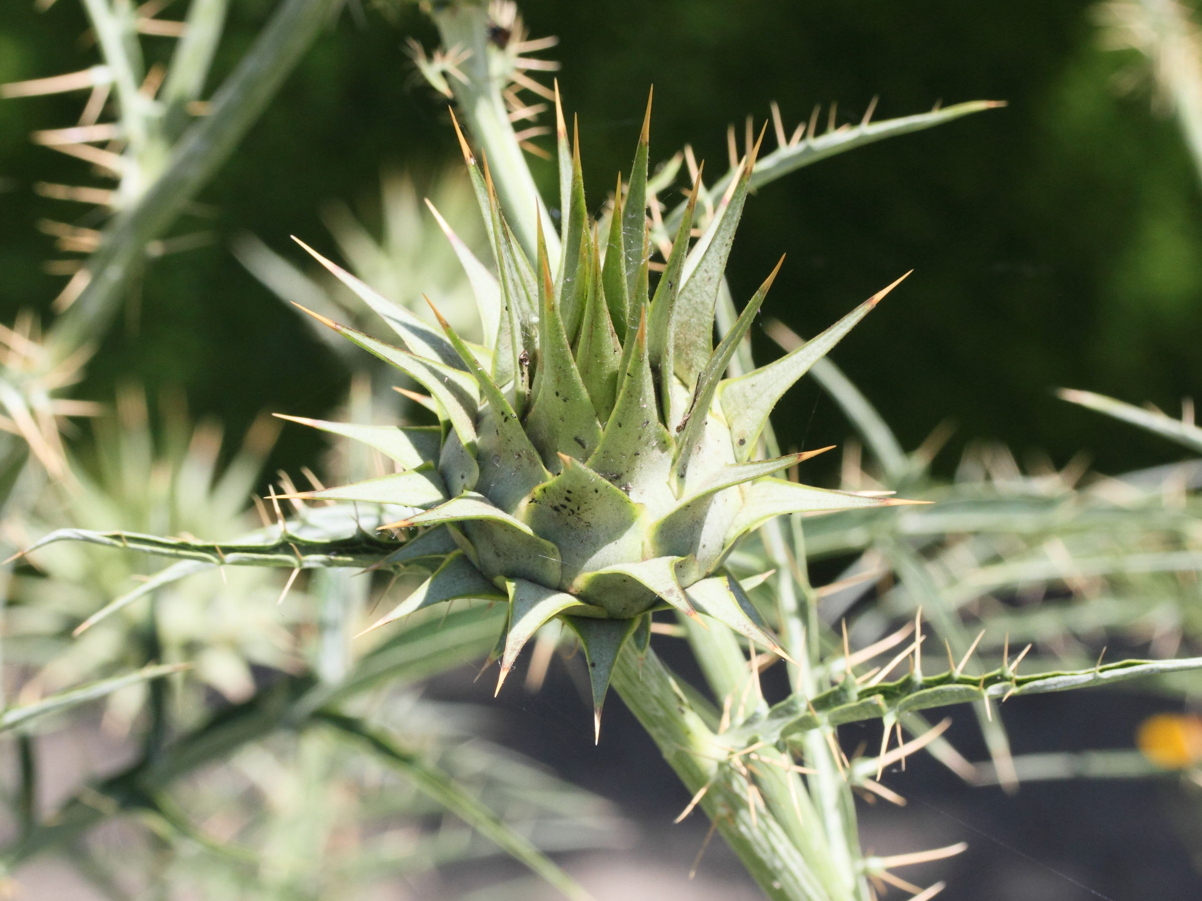 cynara_cardunculus2md