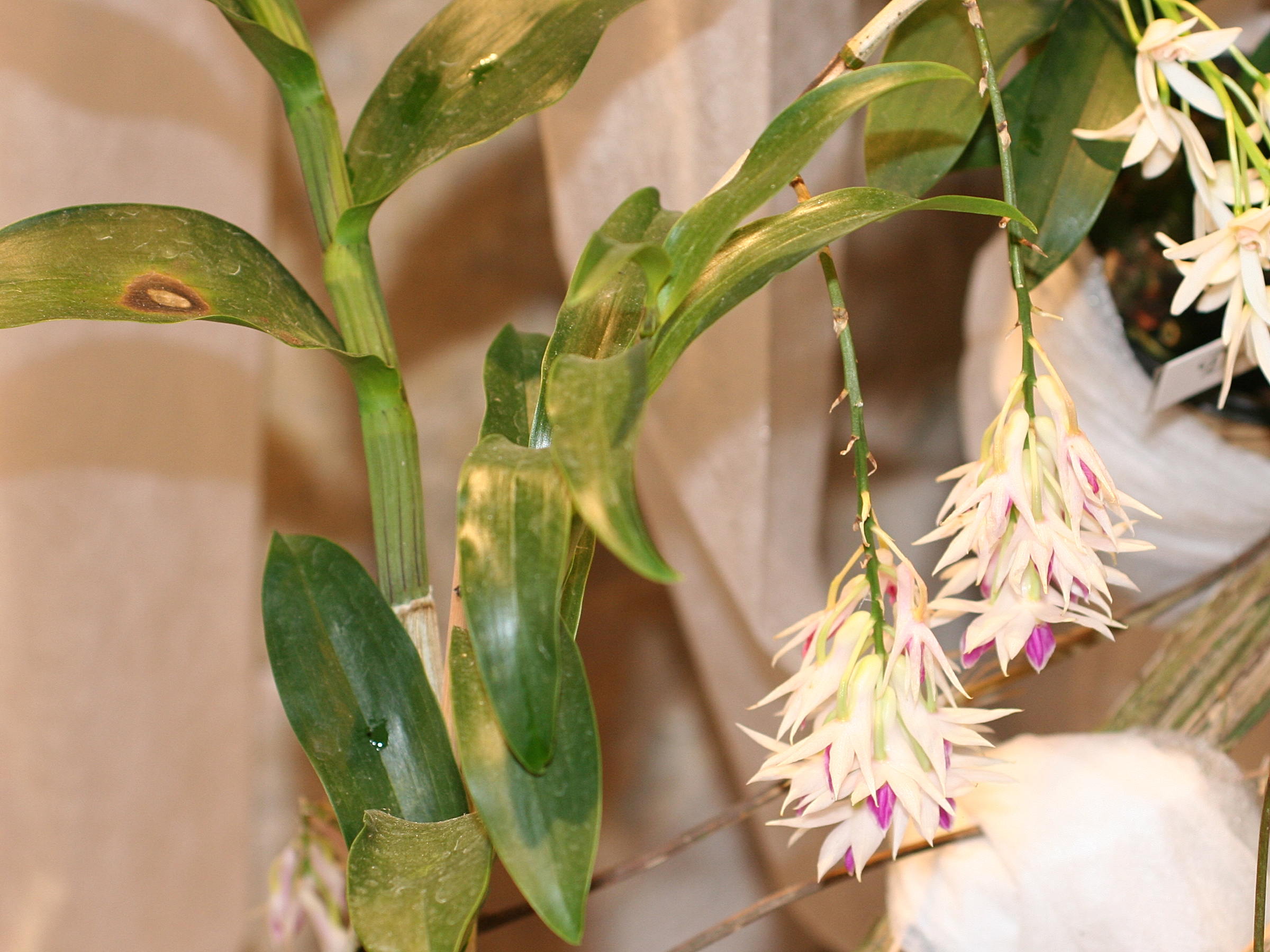 Afficher le média dendrobium_amethystoglossum1md dendrobium_amethystoglossum1md