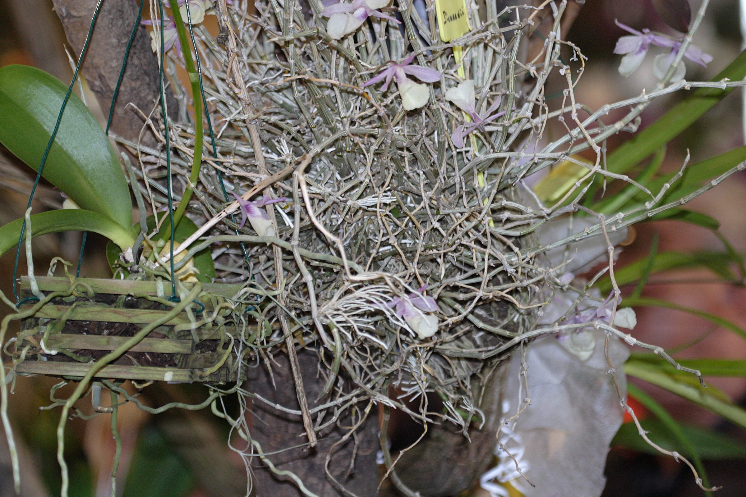 Dendrobium_cucullatum