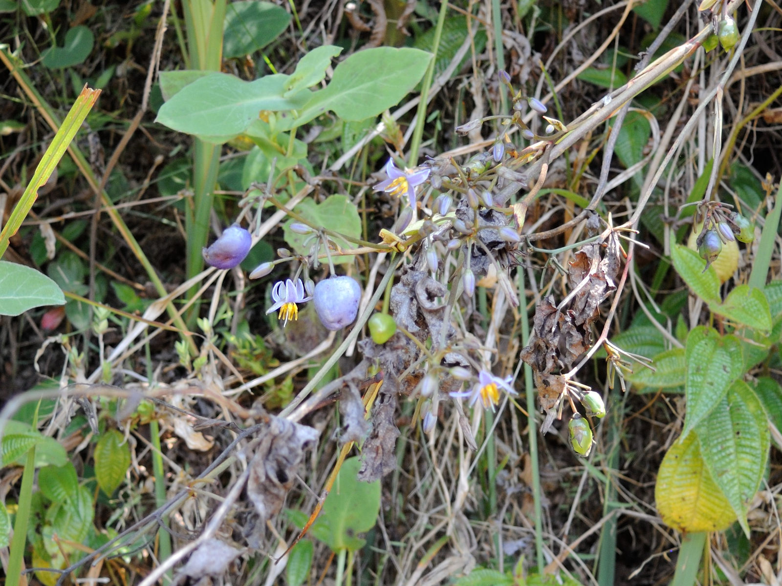 dianella_ensifolia2md