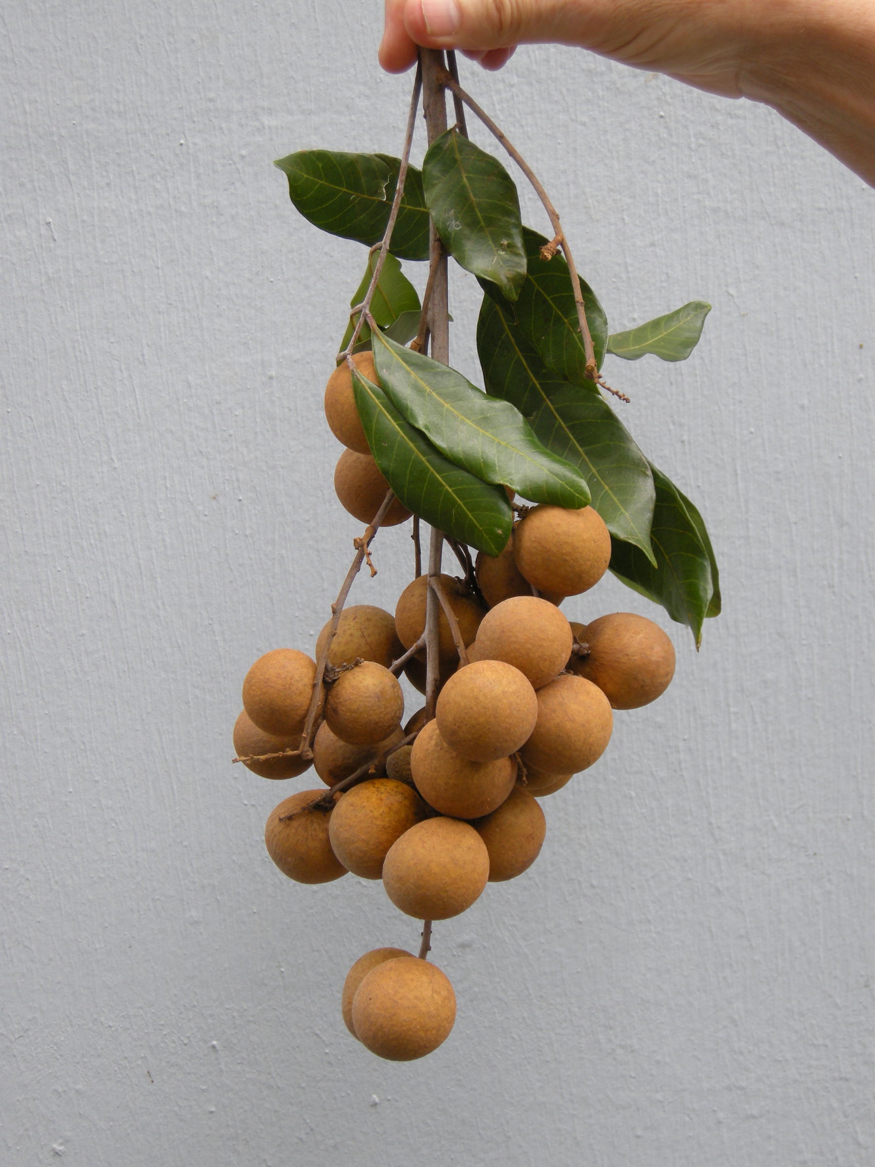 dimocarpus_longan4md