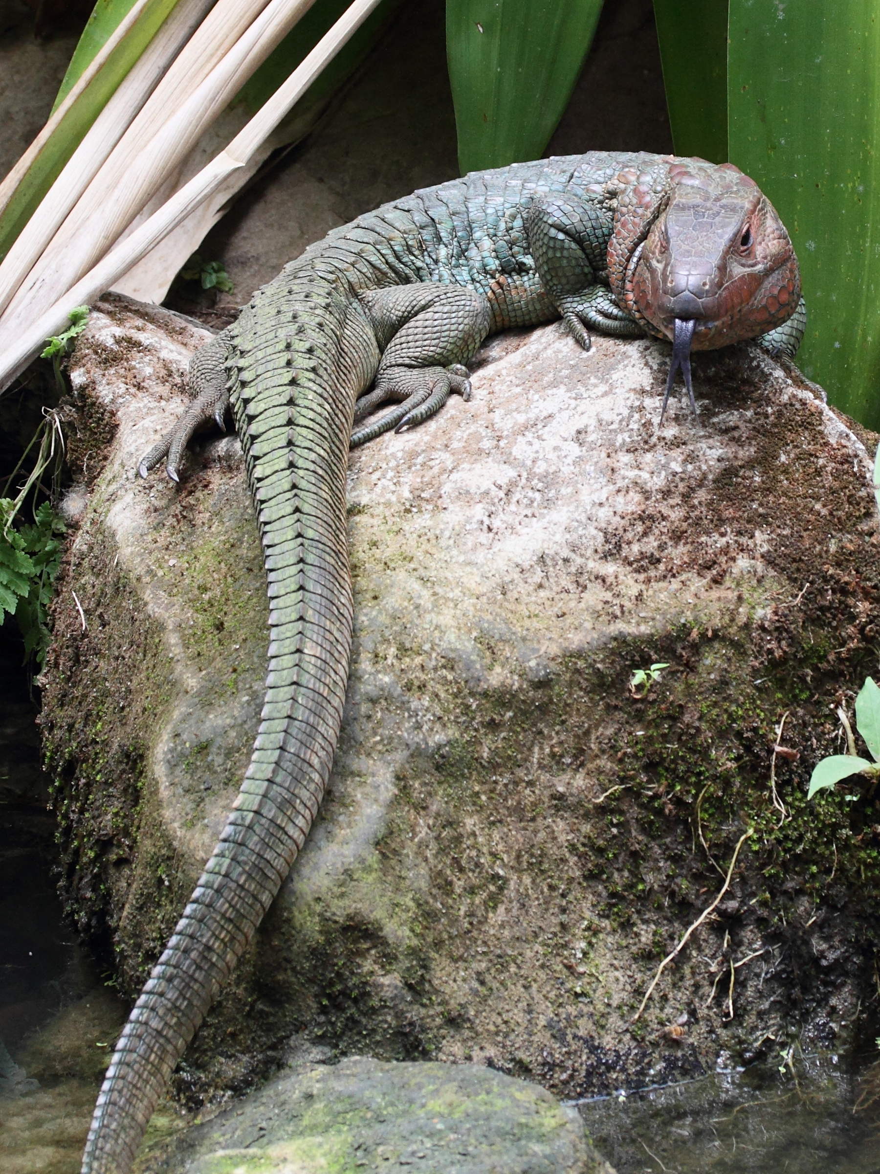 dracaena_guianensis4md