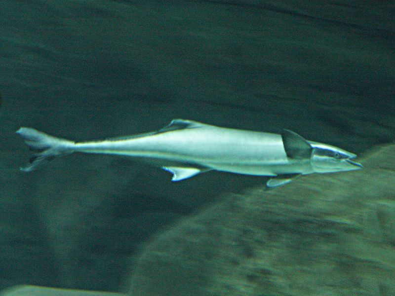 echeneis_naucrates2bd